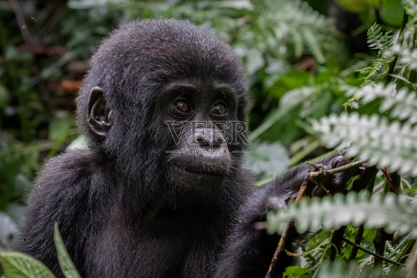 幼年山地大猩猩肖像照片摄影图片