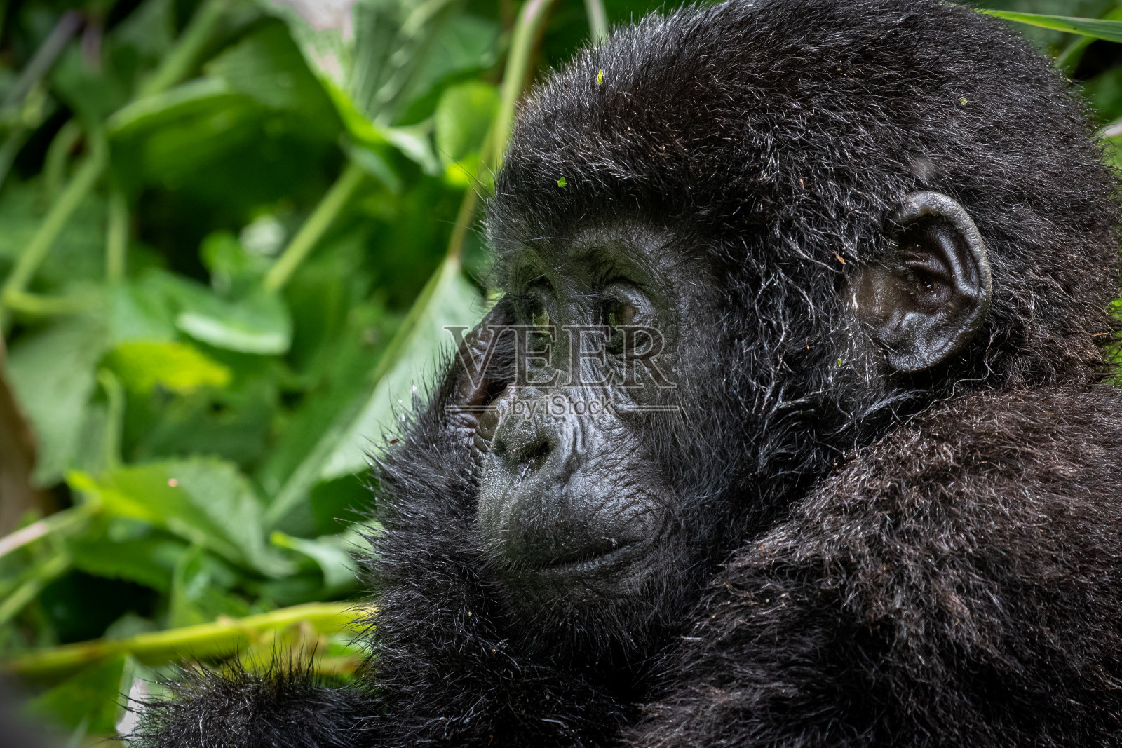 幼年山地大猩猩照片摄影图片
