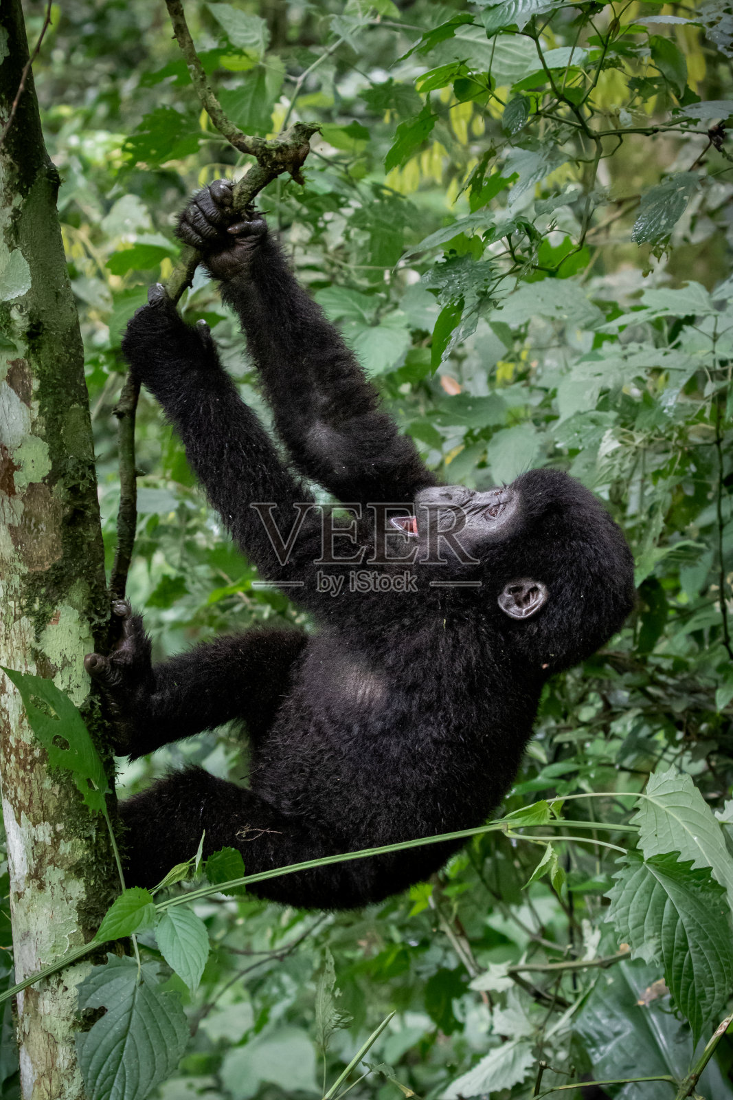 顽皮的山地大猩猩照片摄影图片