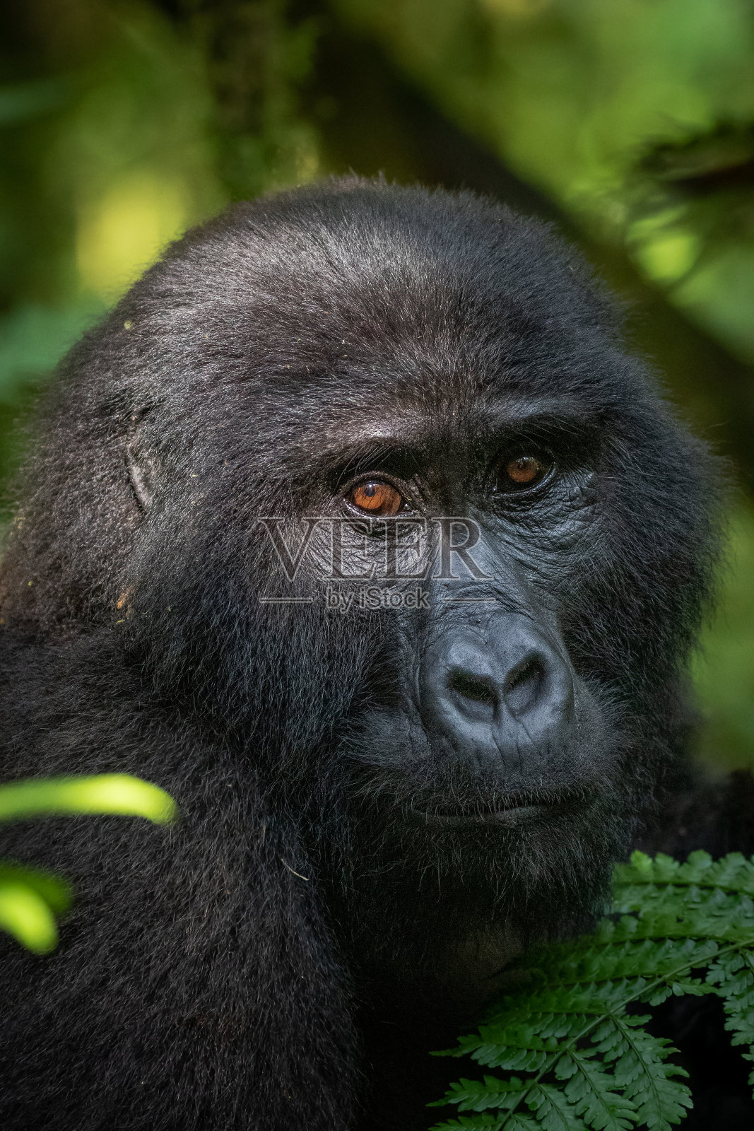 山地大猩猩照片摄影图片