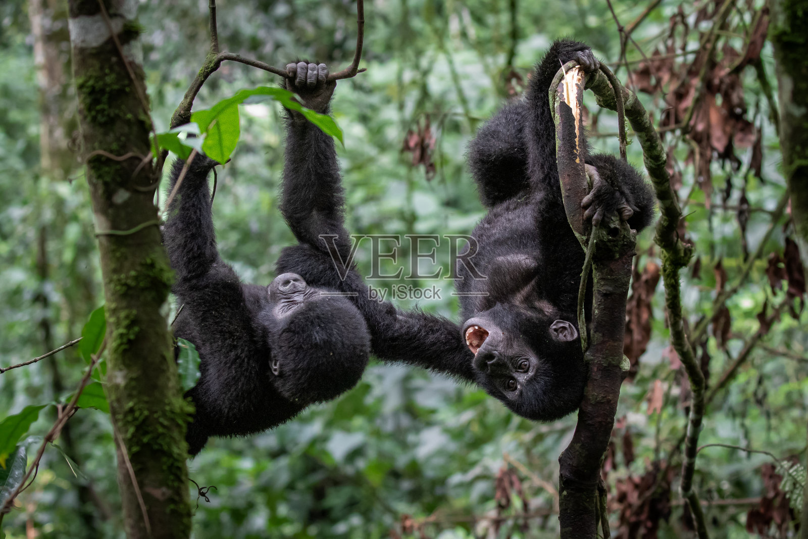 顽皮的山地大猩猩照片摄影图片