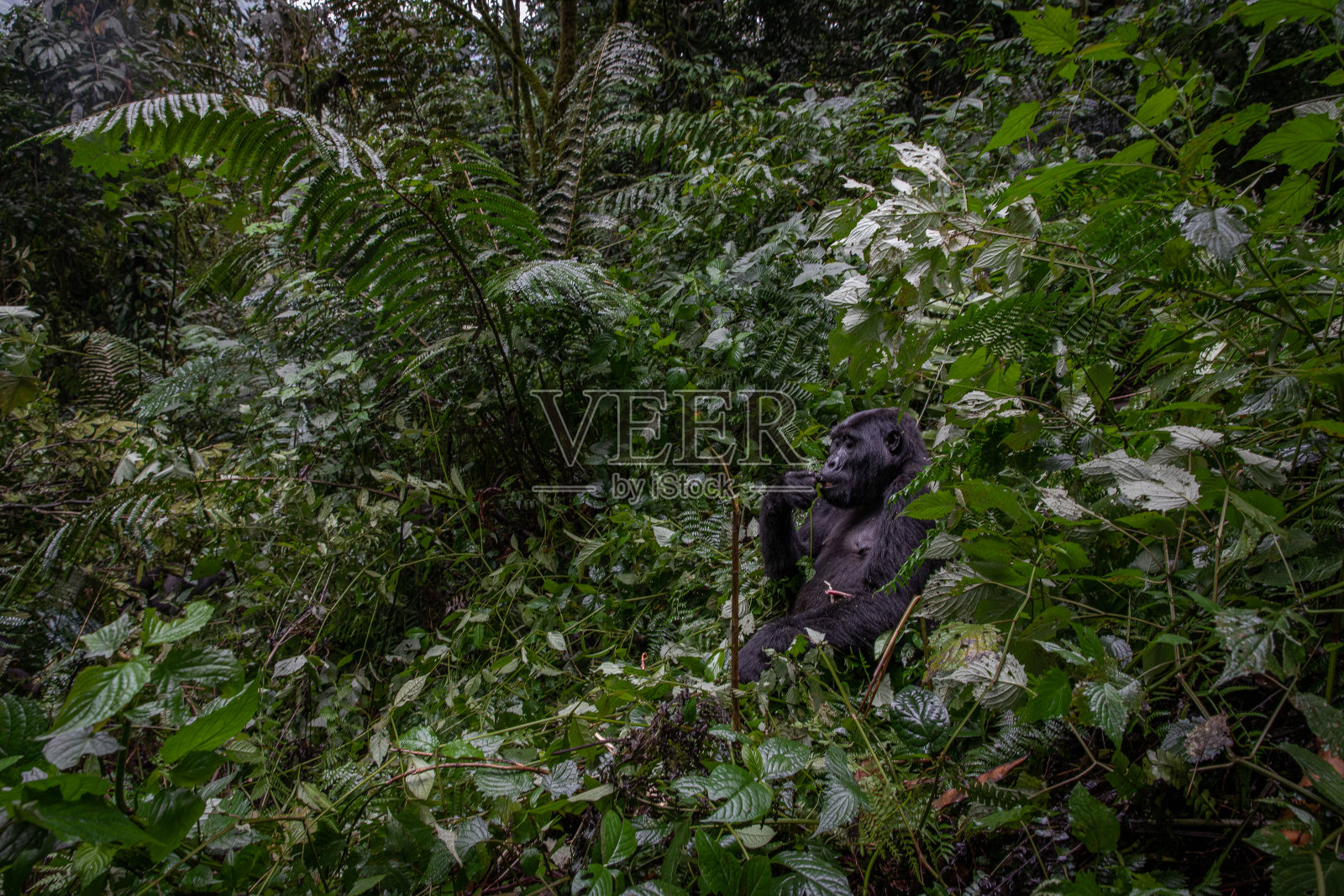 山地大猩猩照片摄影图片