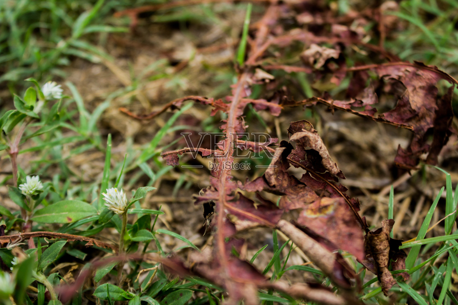只留下一点骨架照片摄影图片