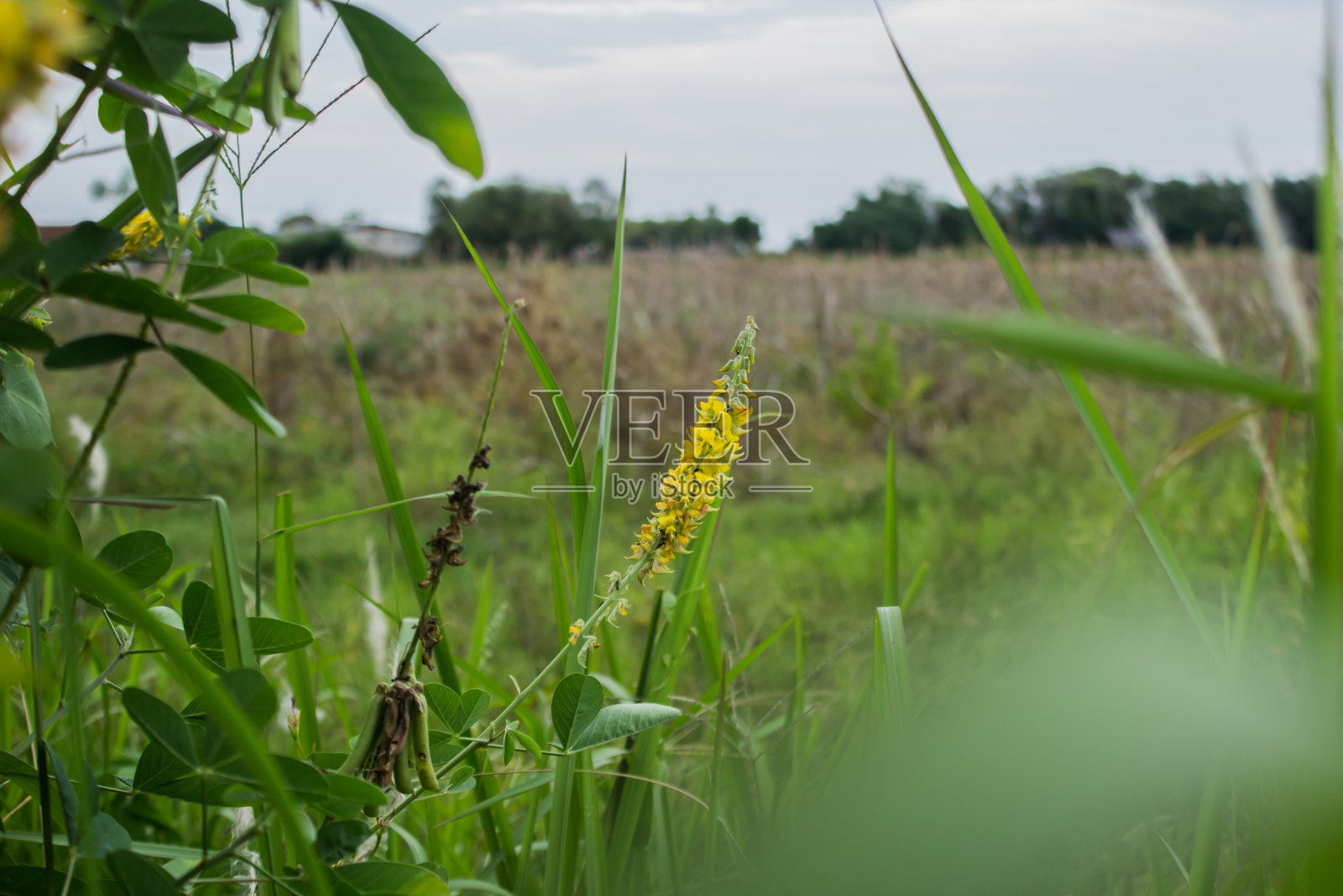 宽阔稻田里的黄色杂草照片摄影图片