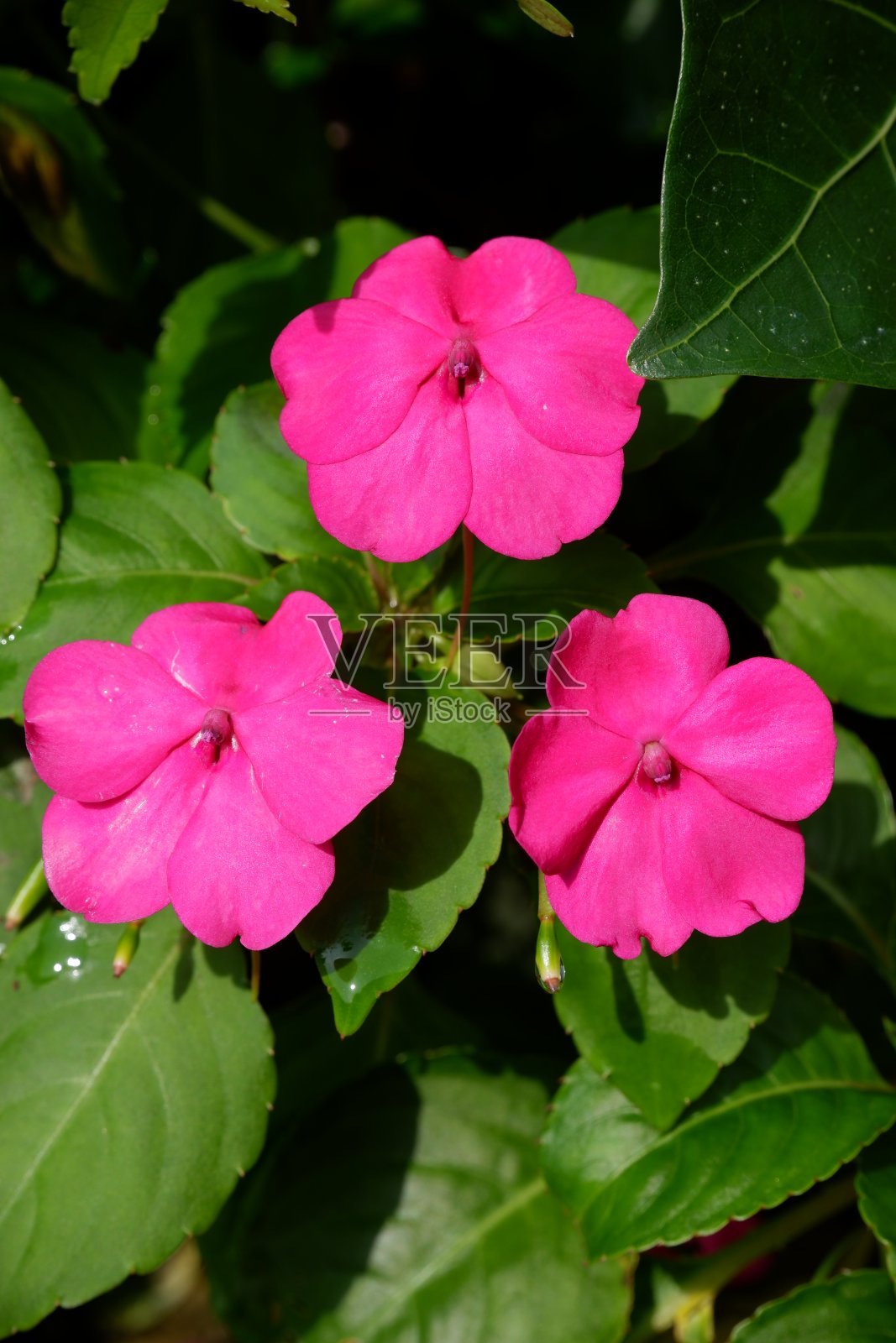 为开花而生的花照片摄影图片