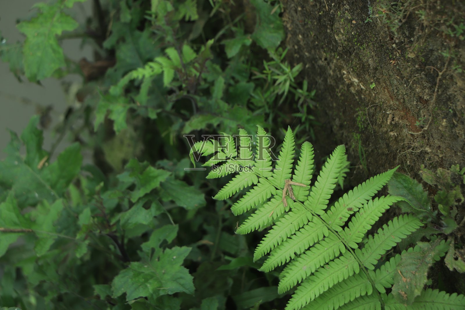 蕨叶绿色和宏叶照片摄影图片
