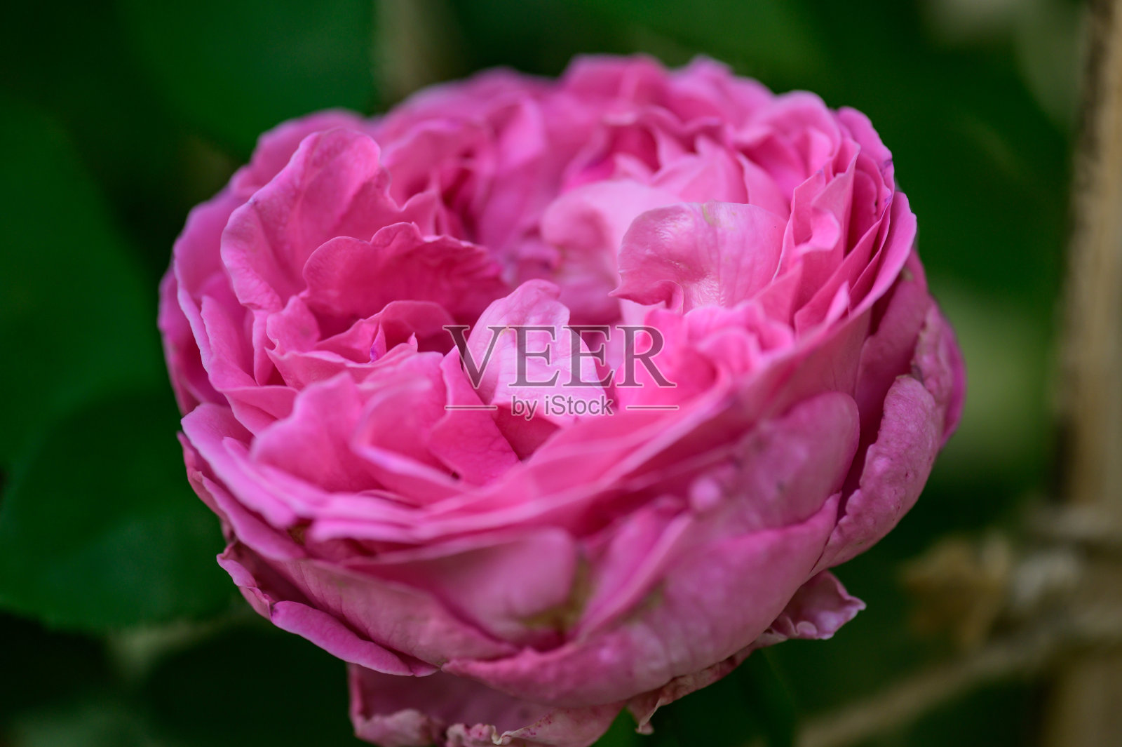 花园里的粉红玫瑰照片摄影图片