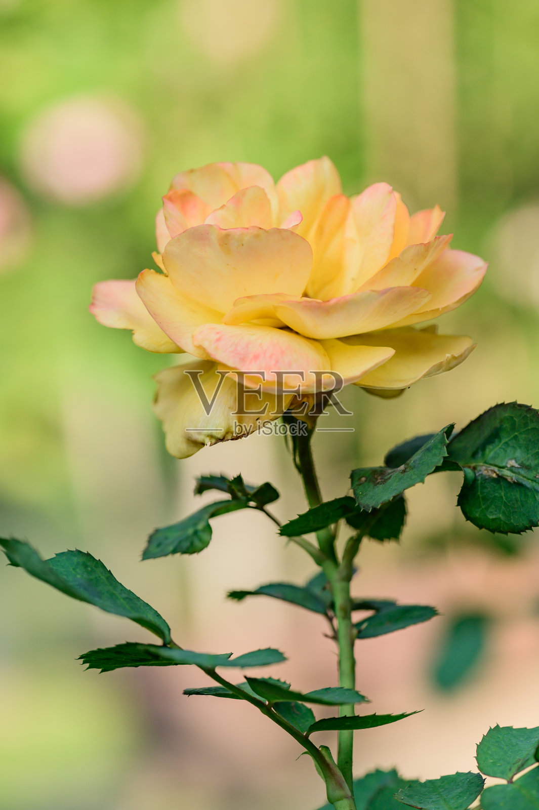 花园里的黄玫瑰照片摄影图片