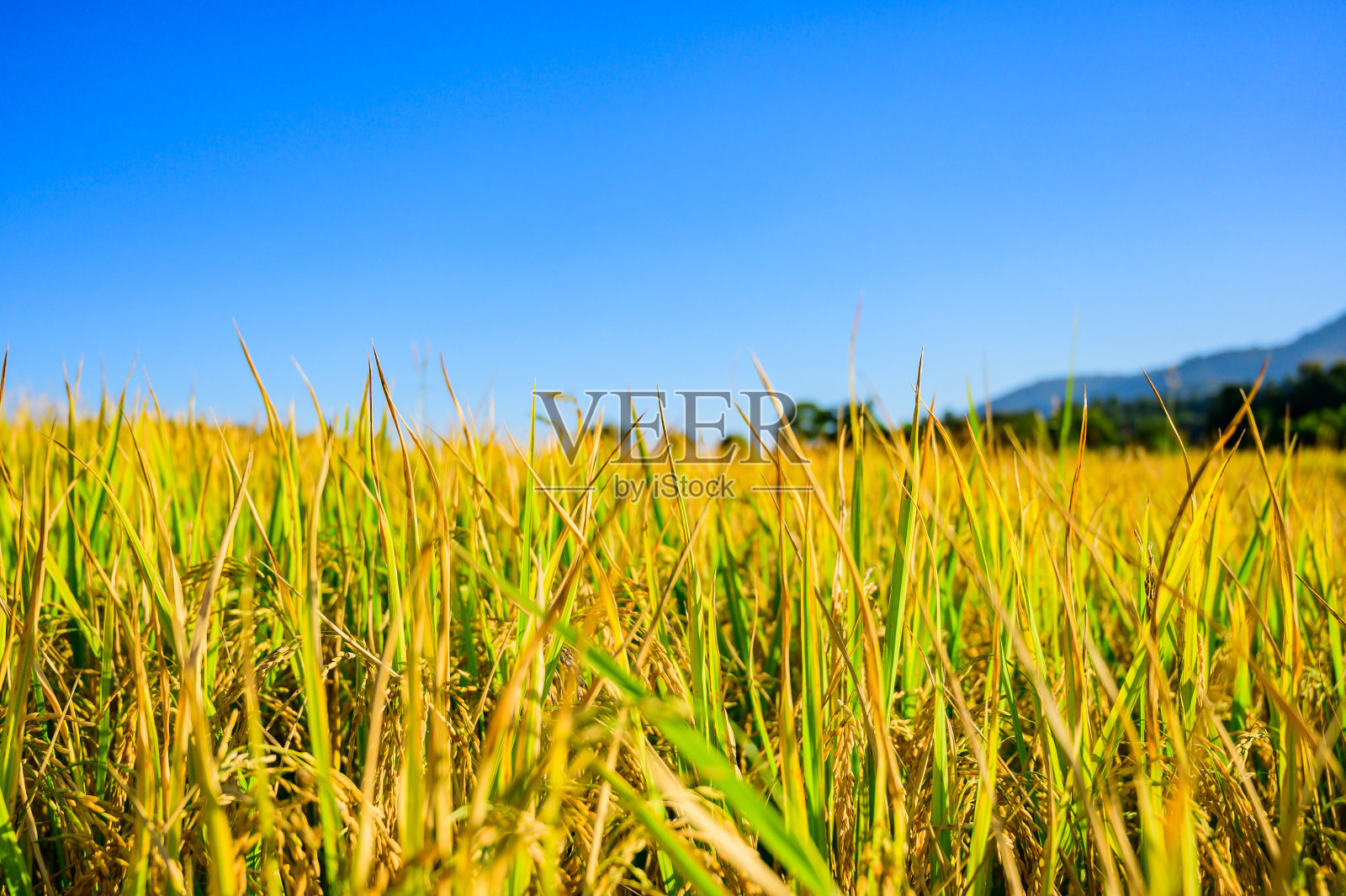 田间稻田照片摄影图片