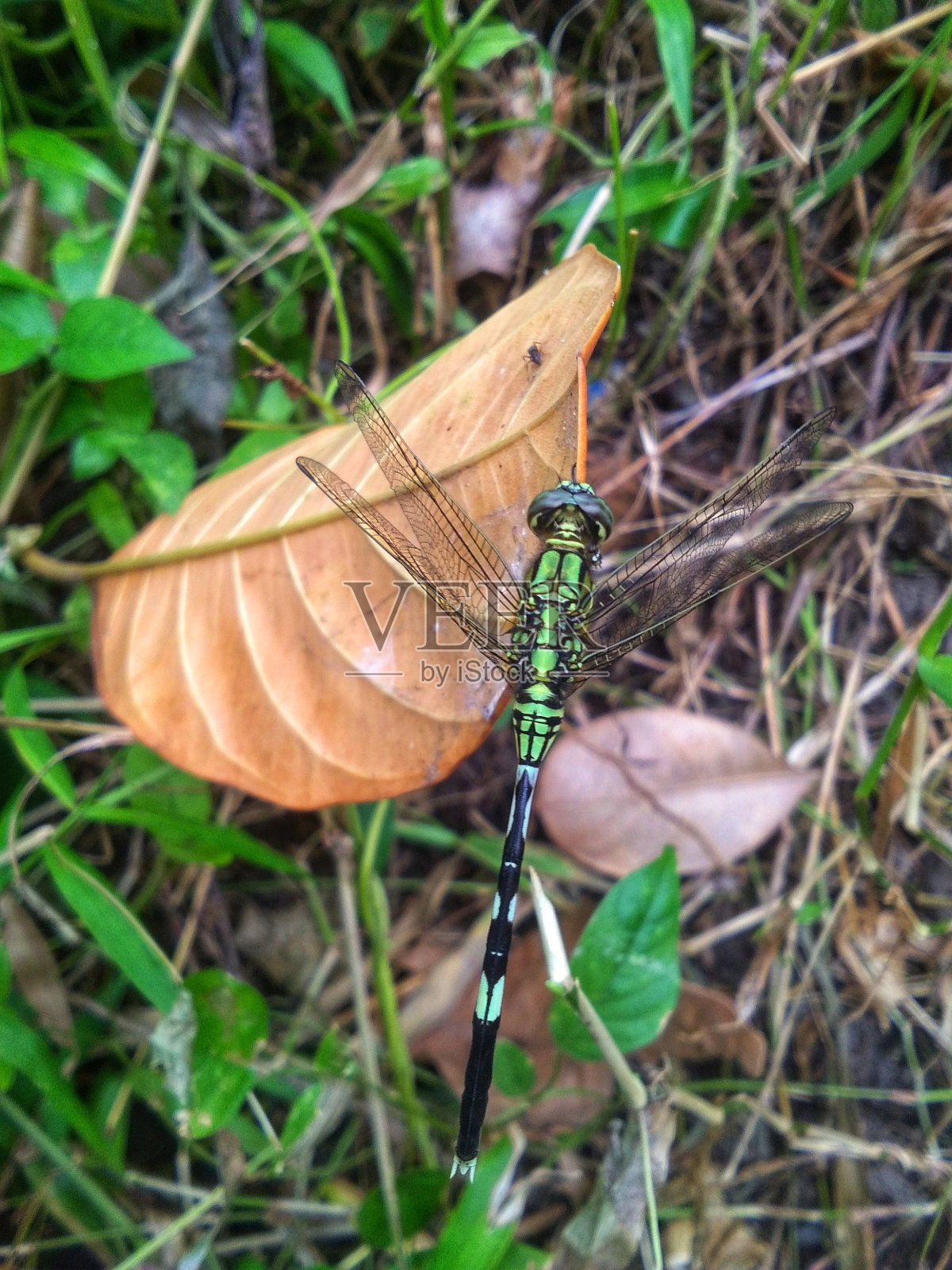 不等翅目或蜻蜓照片摄影图片