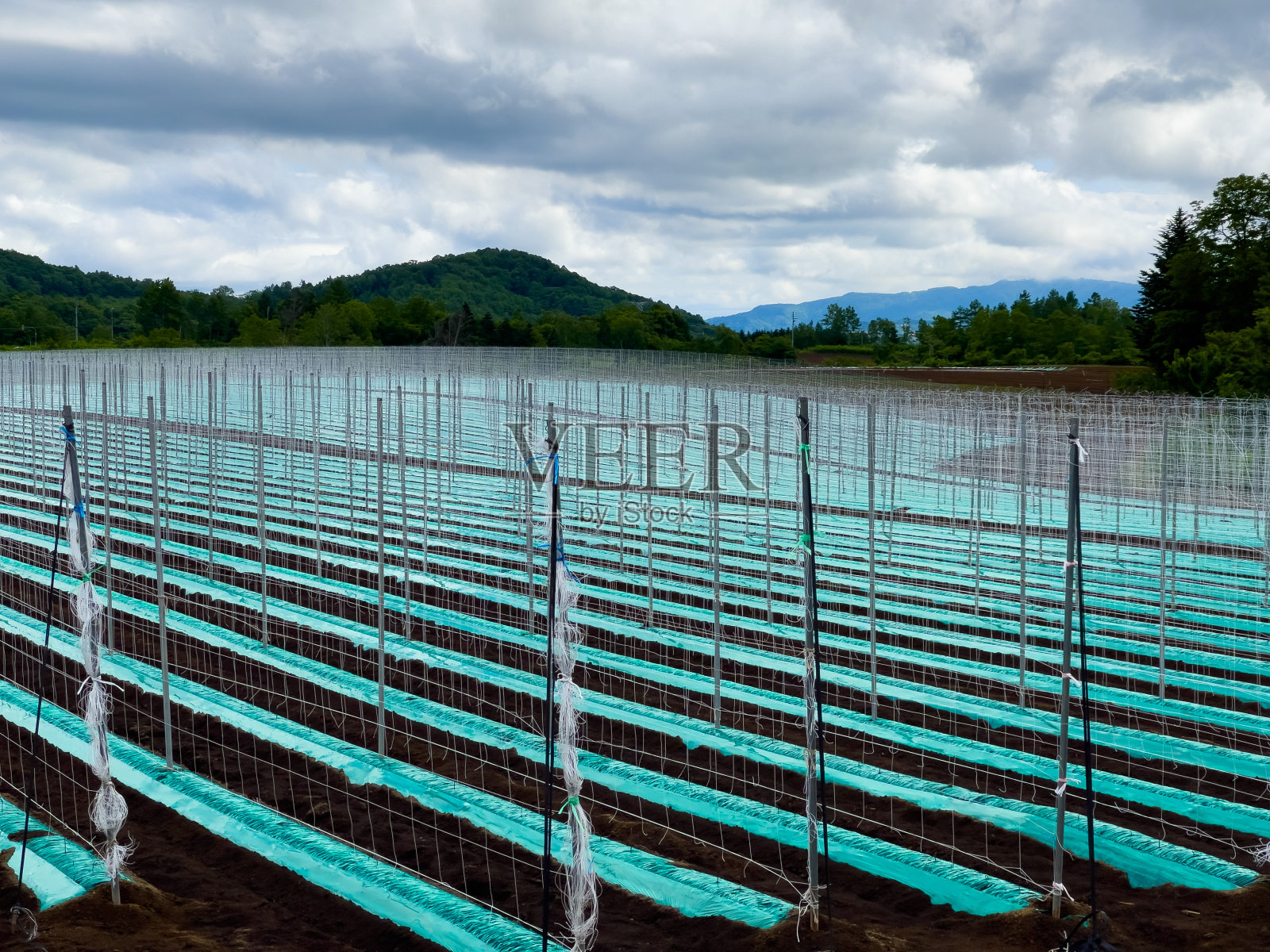 种植杆和带网的田地照片摄影图片