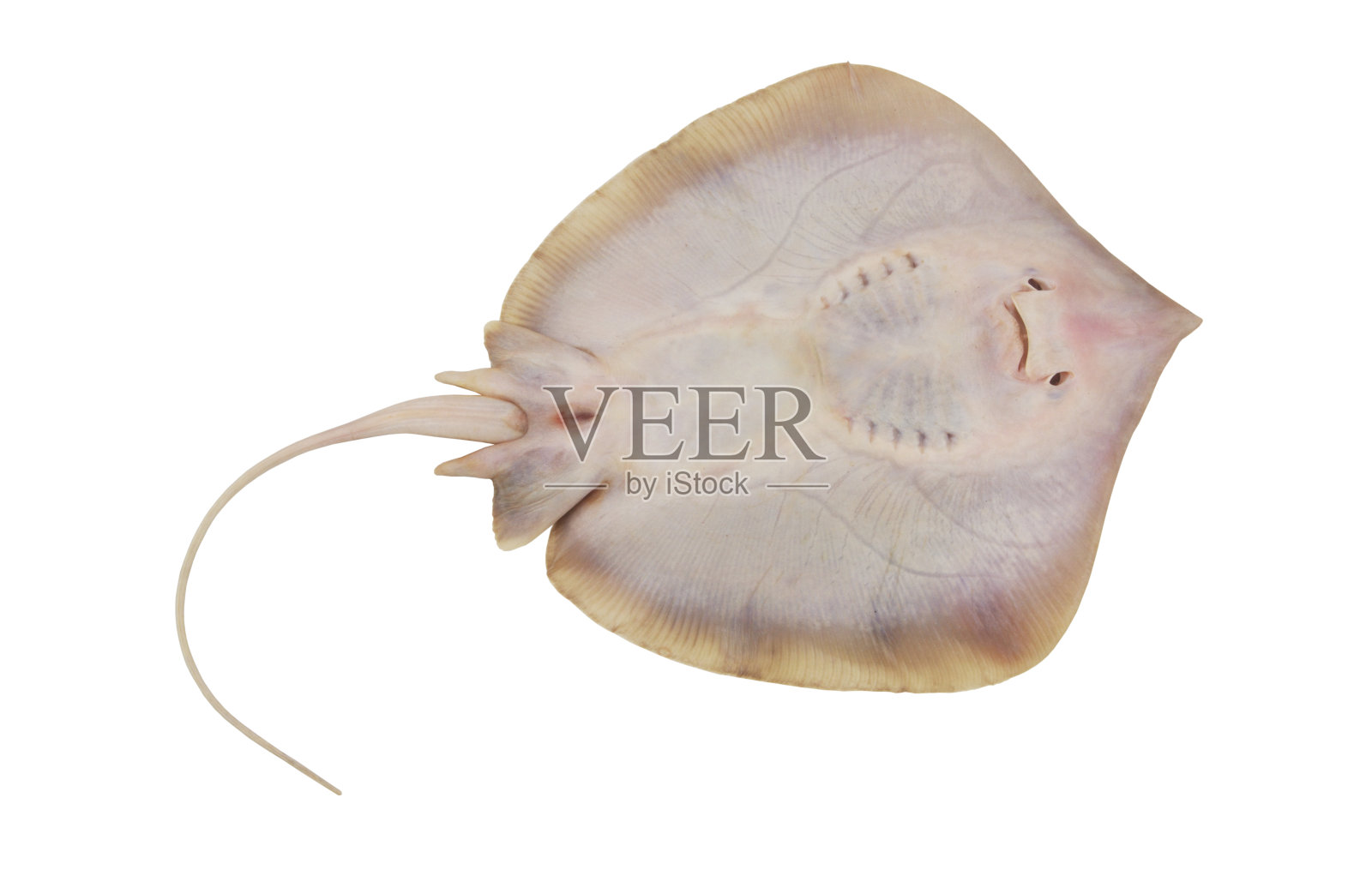 黄貂鱼孤立在白色照片摄影图片