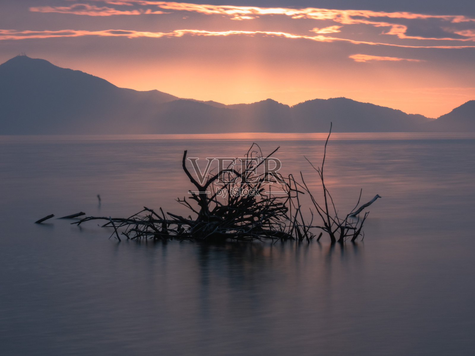 浮木根漂浮在湖面上照片摄影图片