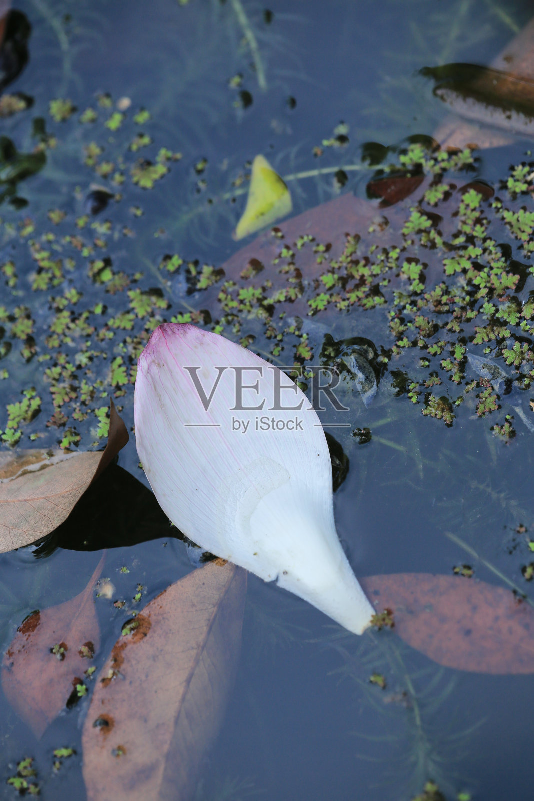 a莲花和莲花植物照片摄影图片