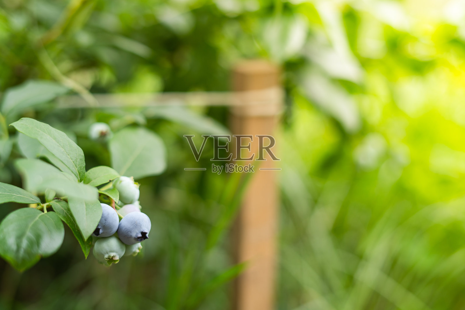 绿色的蓝莓挂在树枝上照片摄影图片