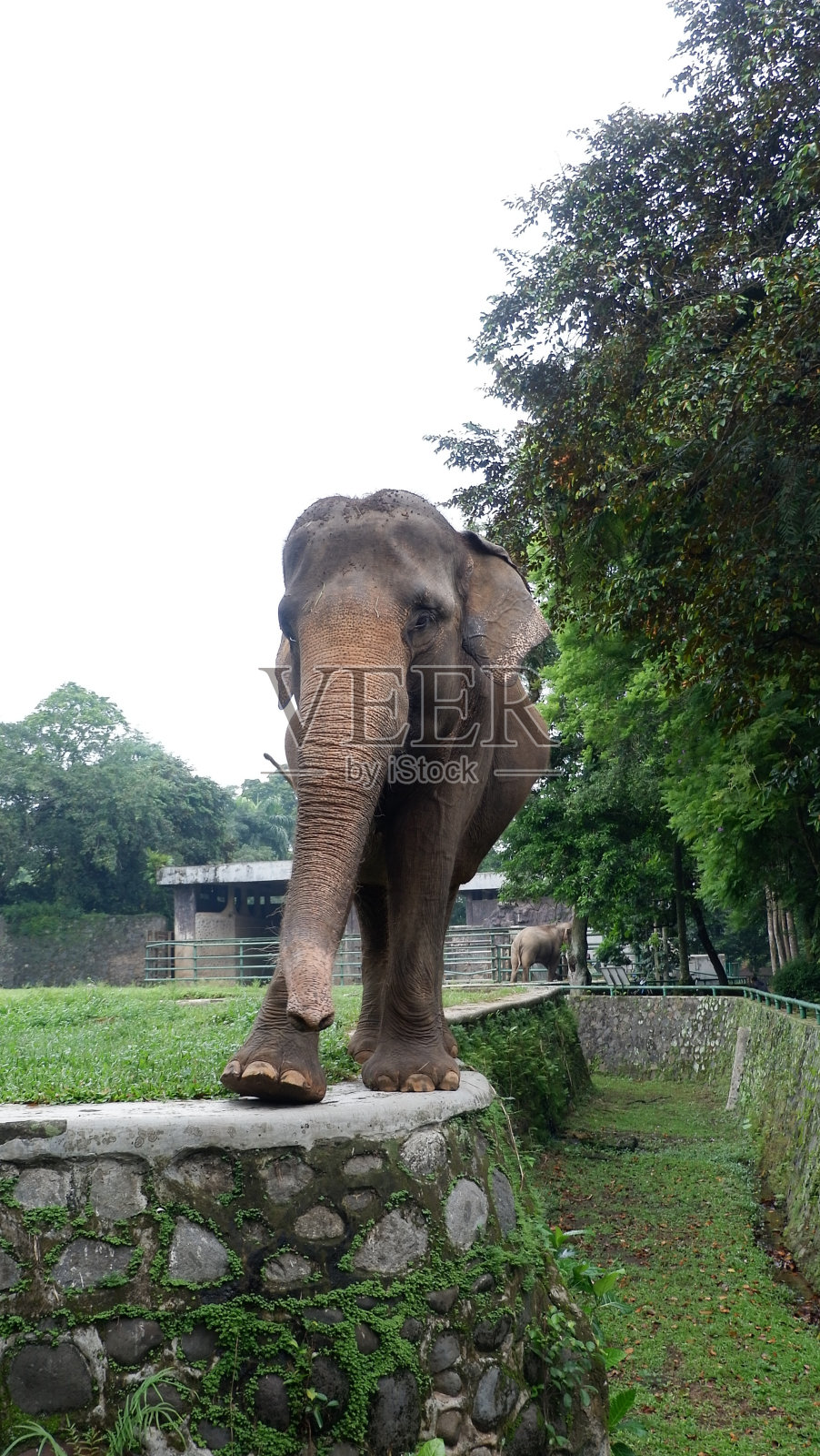 平衡的大象照片摄影图片