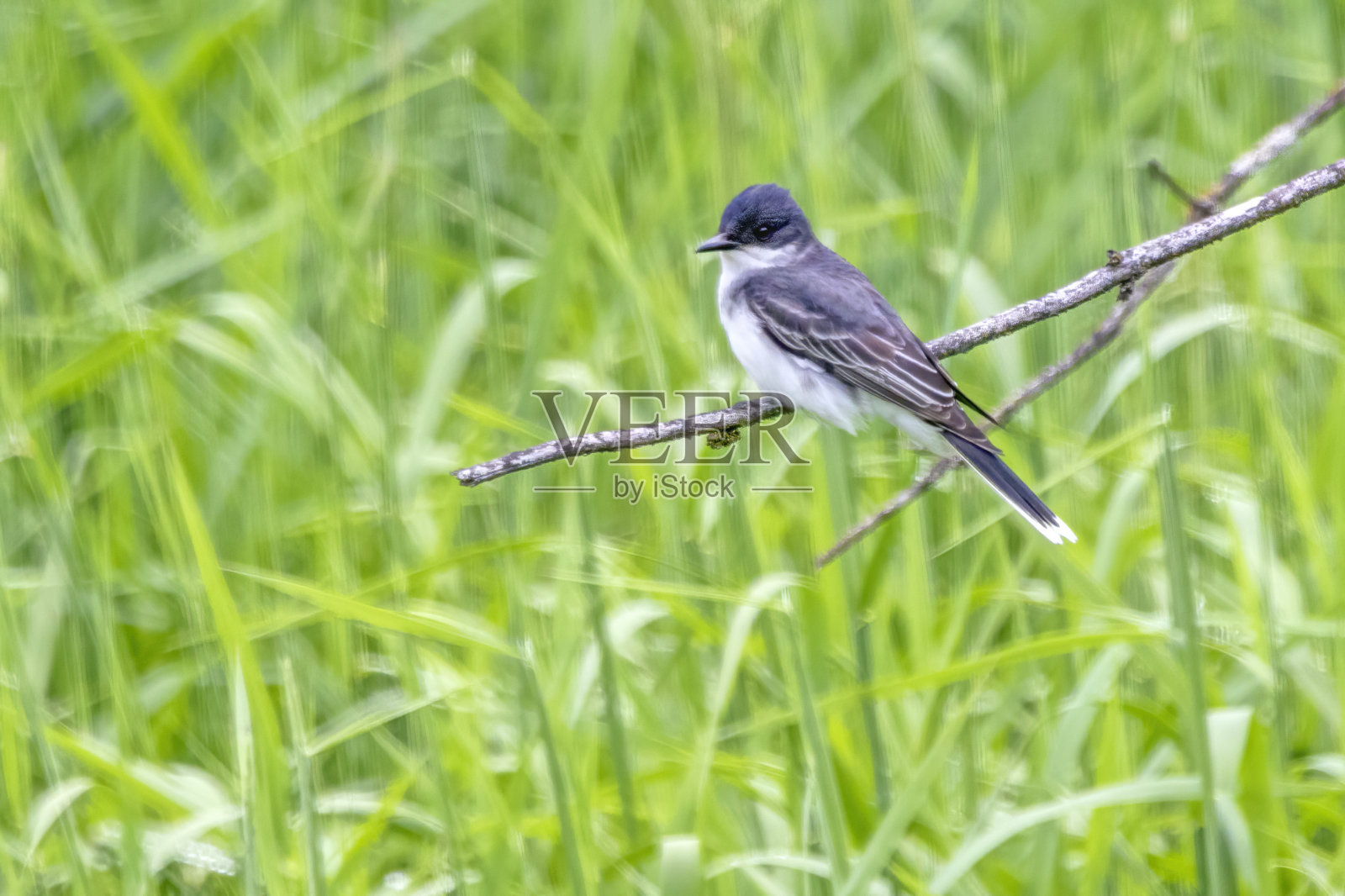 栖息在灌木树枝上的东方王鸟照片摄影图片