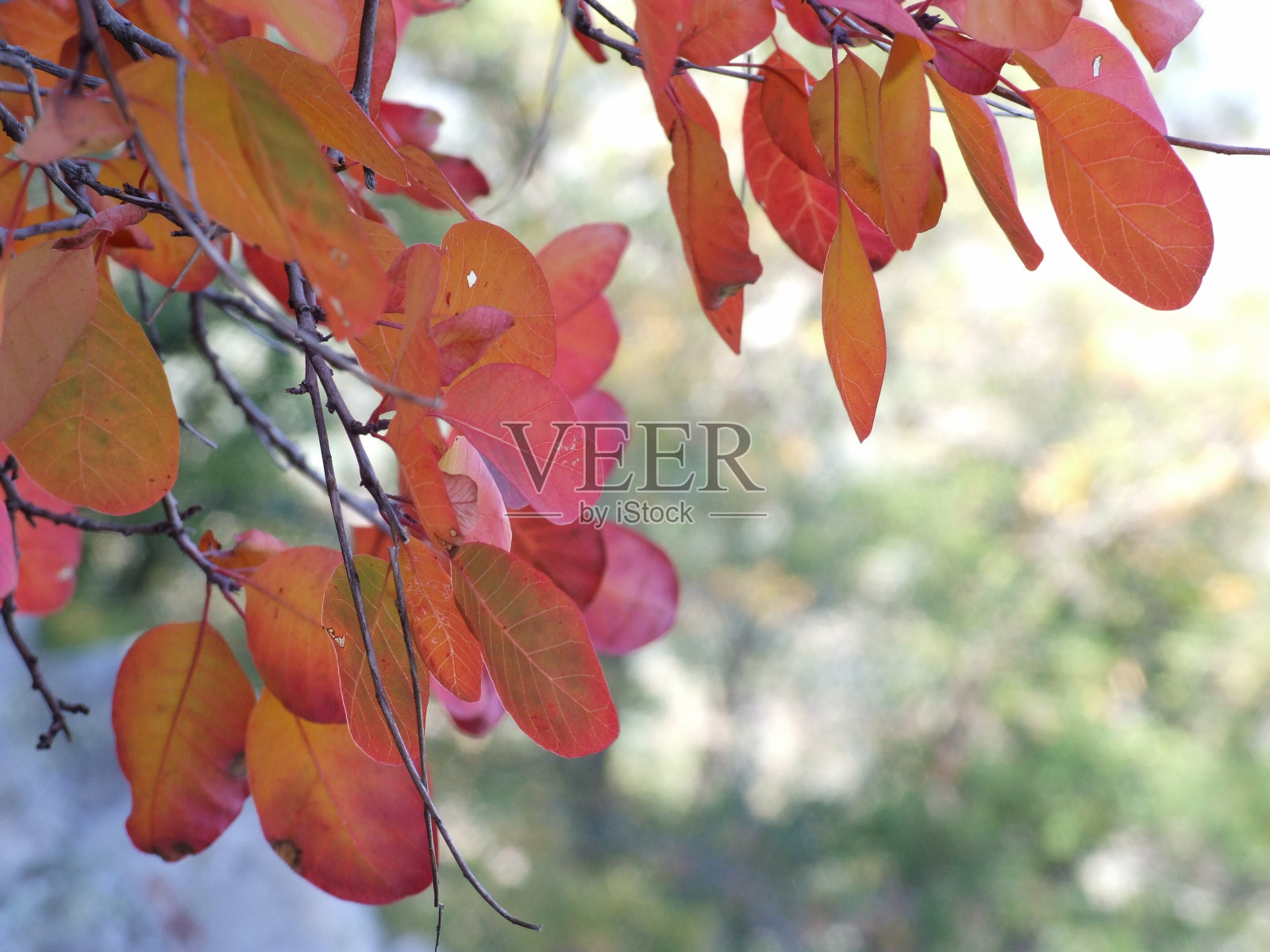 圆形红黄色树叶的树枝照片摄影图片