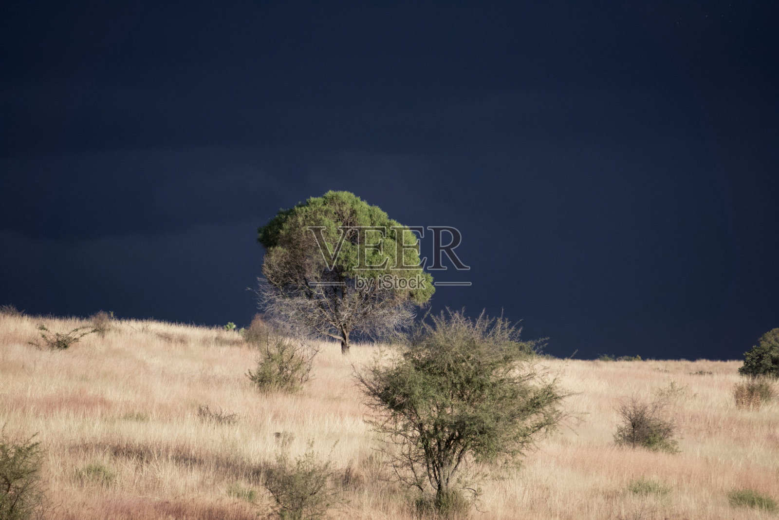 孤独的树在等待暴风雨照片摄影图片