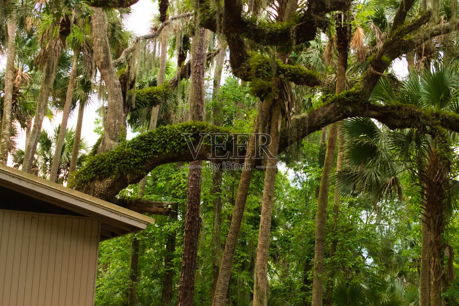 不同形状的森林树木照片摄影图片