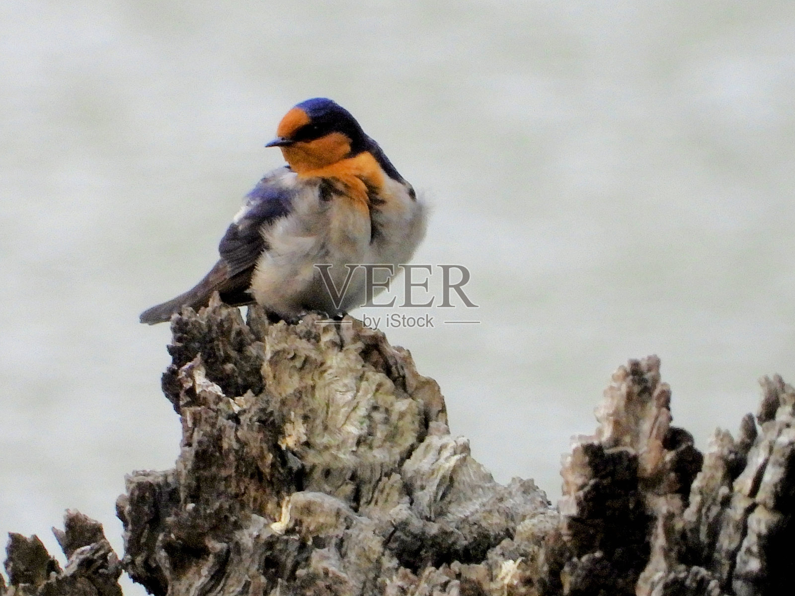 澳大利亚维多利亚州下莫伊拉照片摄影图片