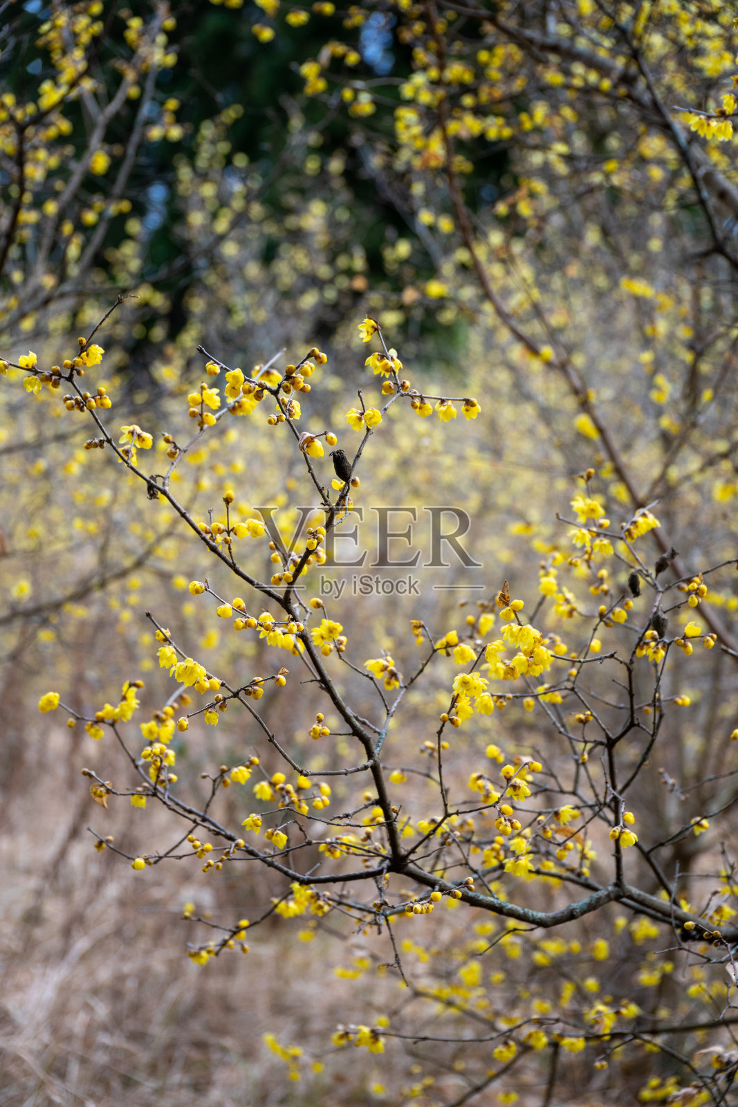 腊梅枝，冬枝上黄花。照片摄影图片