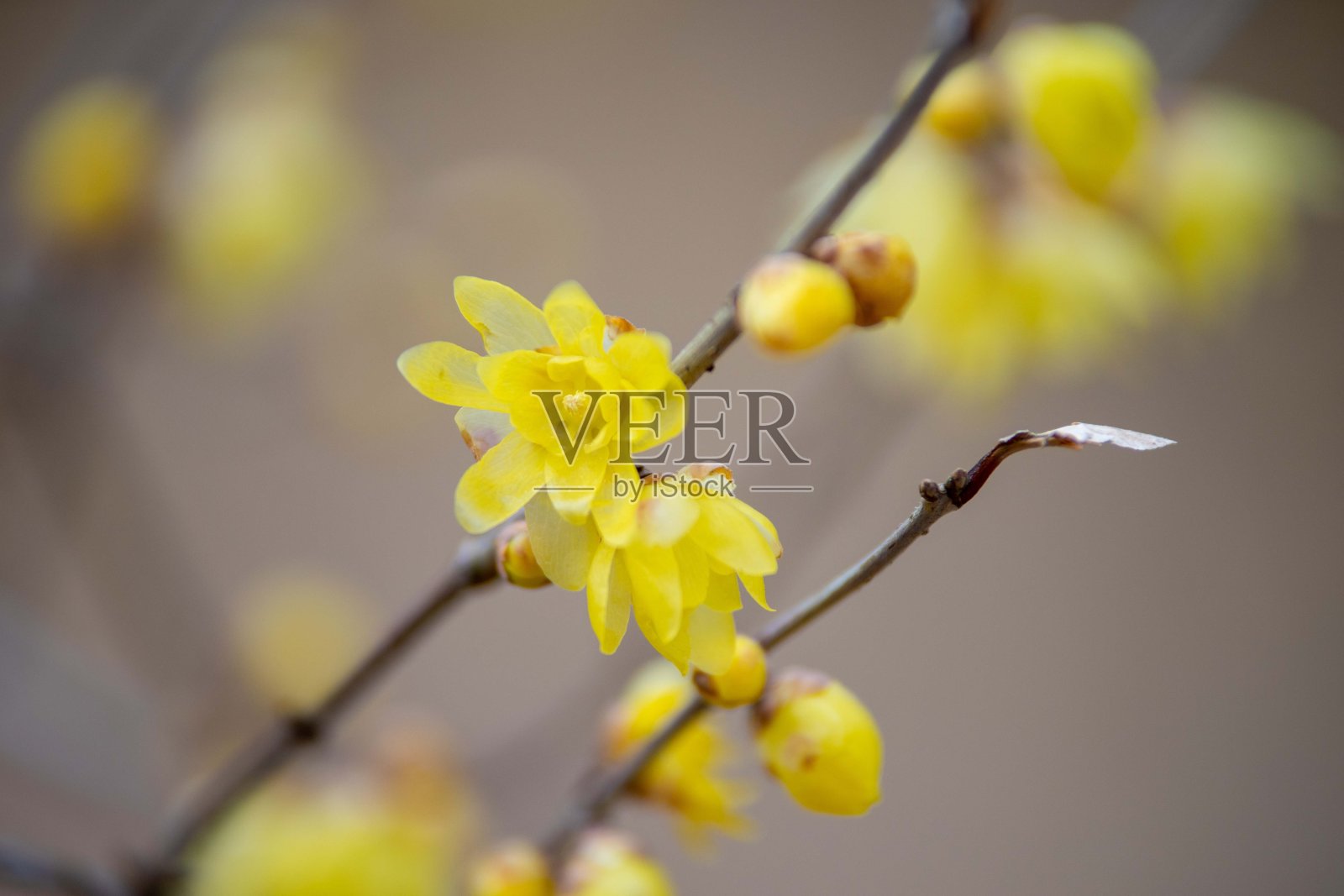 腊梅枝，冬枝上黄花。照片摄影图片