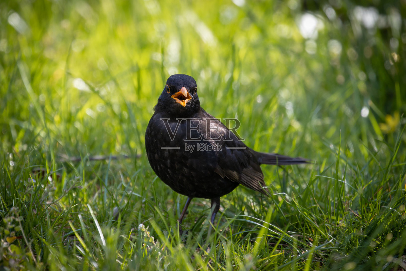 一个普通的画眉特写，Turdus merula站在绿色的草地上张开嘴在公园里照片摄影图片