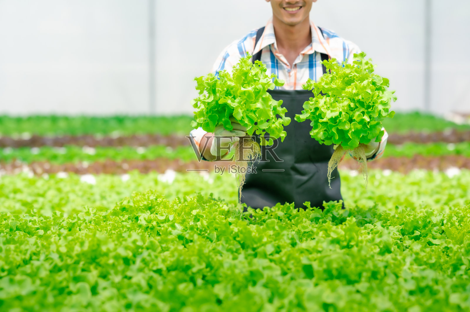 快乐的男人微笑着拿着新鲜的绿色橡树生菜在水培农场照片摄影图片