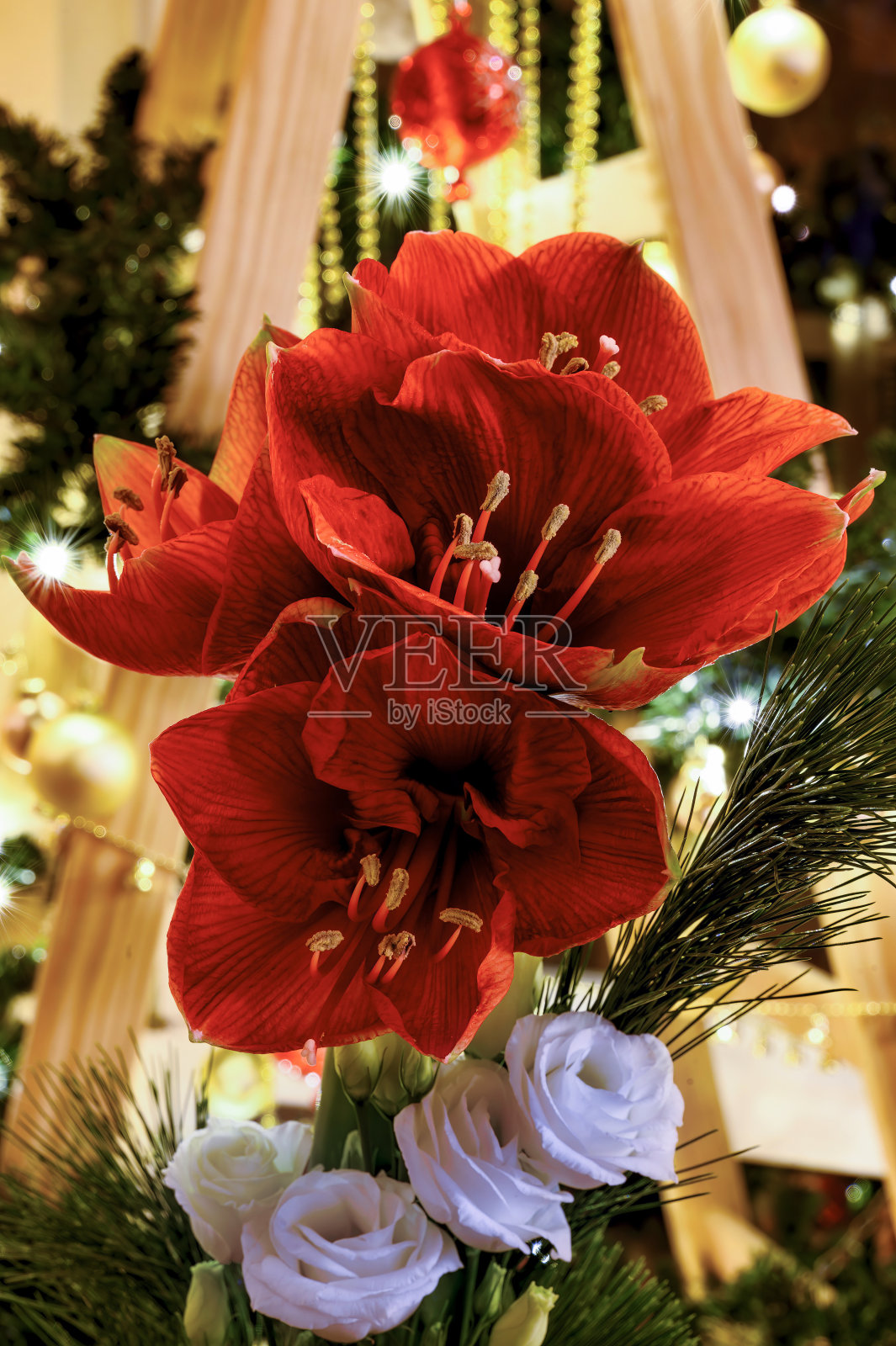 一束红色的孤顶樱照片摄影图片