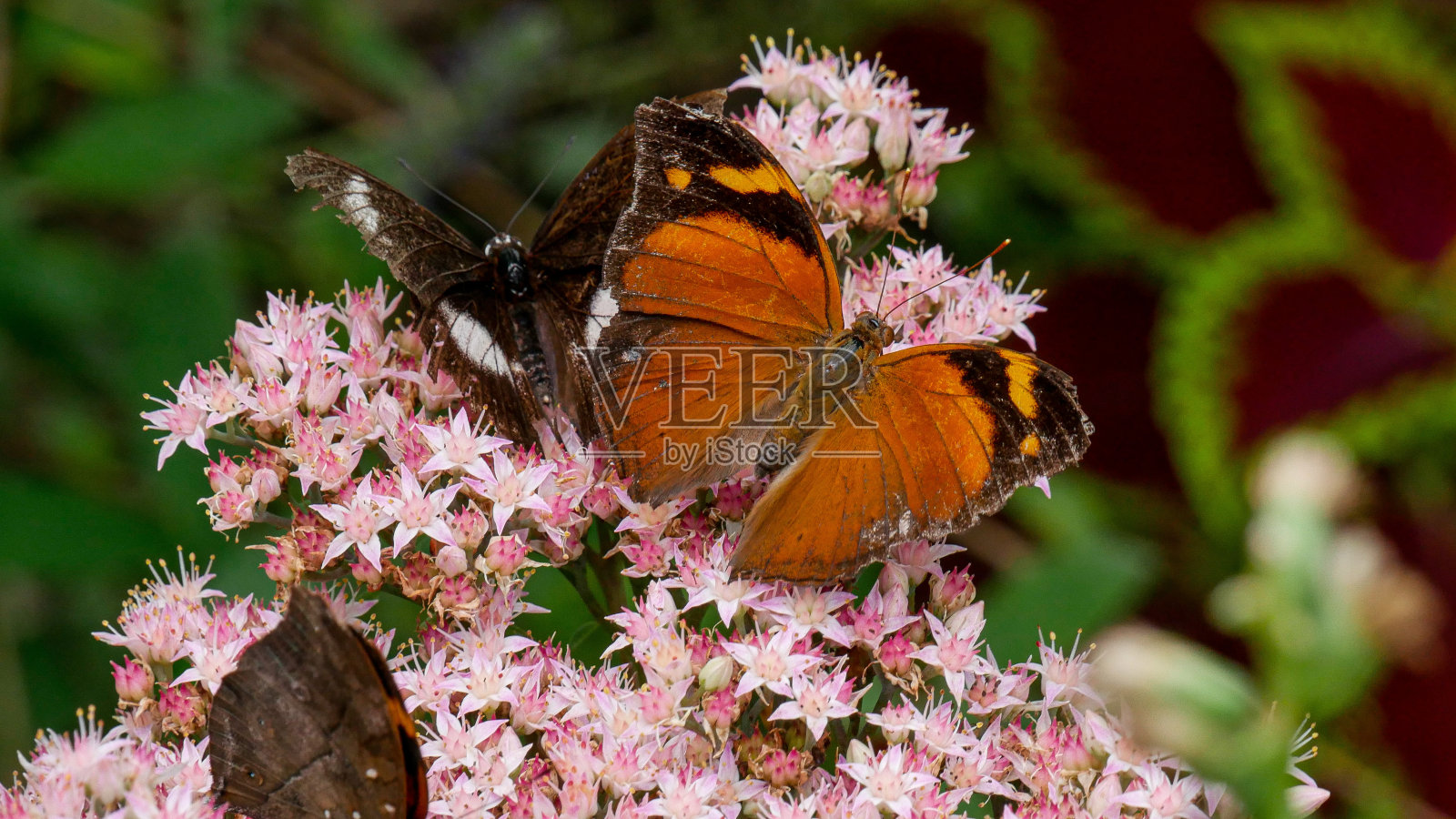 粉红花上的两只蝴蝶照片摄影图片