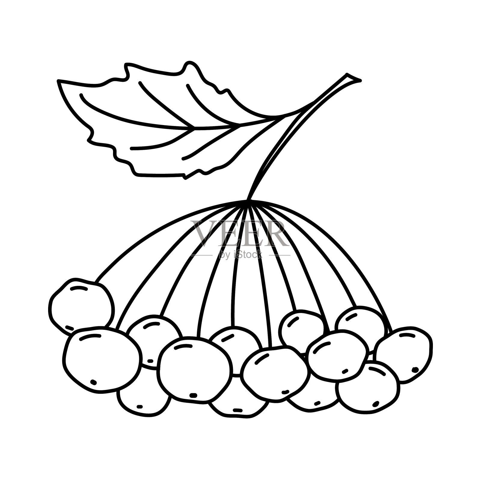 蔷薇枝，有叶和浆果插画图片素材