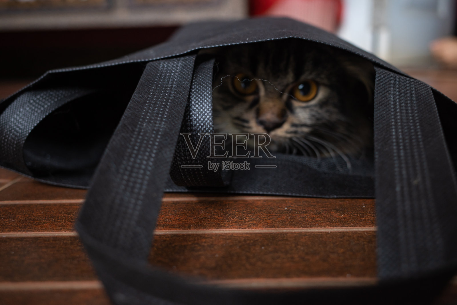 猫照片摄影图片