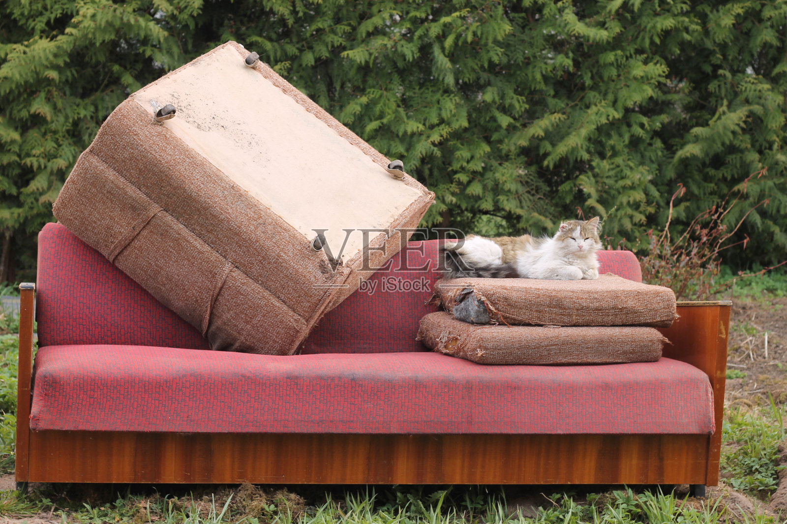 一只耳朵的流浪虎斑猫躺在旧枕头上的粉红色软旧沙发上的垃圾倾倒。回收再利用。照片摄影图片