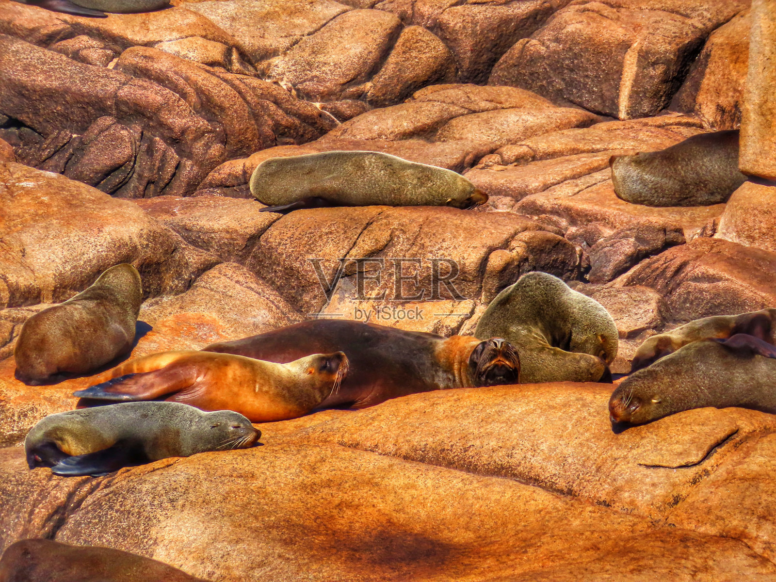 fur seal ans sea ​​lions in Cabo Polonio National Park in Rocha, Uruguay照片摄影图片