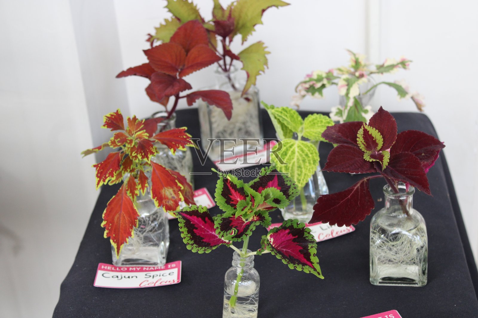 有特色的室内花园照片摄影图片