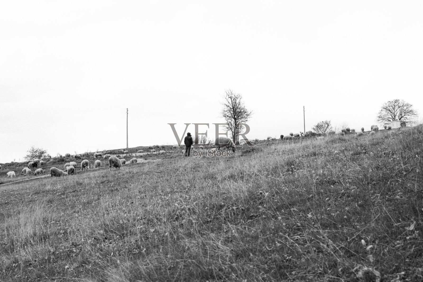 黑白相间的牧羊人和绵羊照片摄影图片