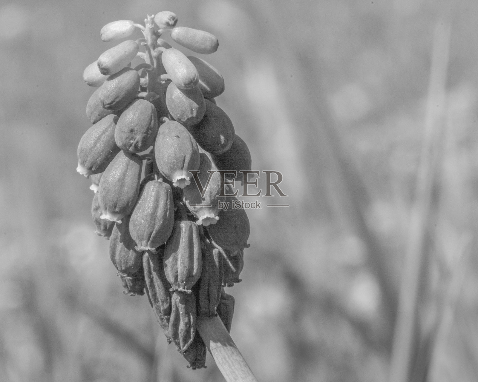 亚美尼亚蘑菇特写，黑色和白色照片摄影图片