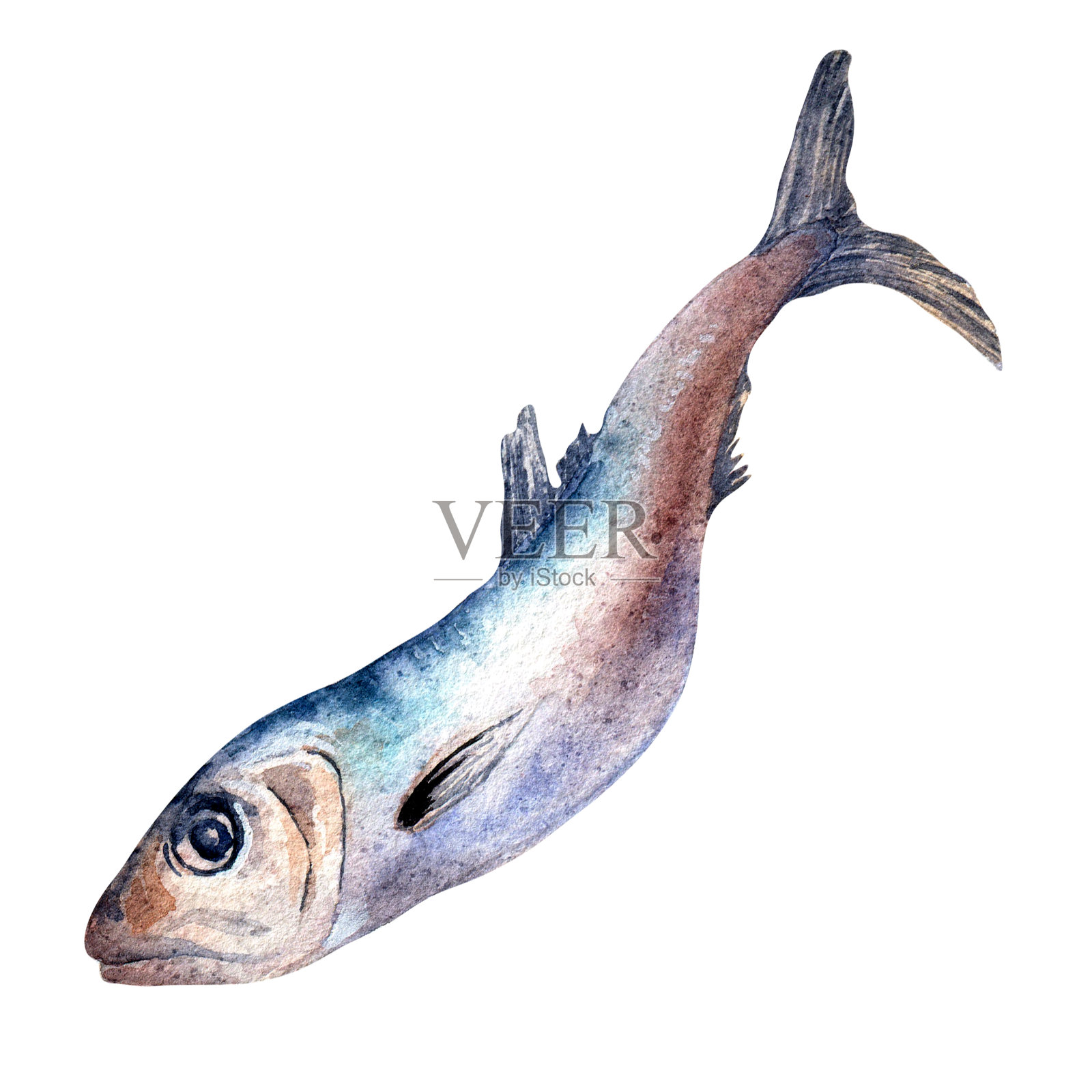 单一沙丁鱼水彩插图孤立的白色背景。插画图片素材