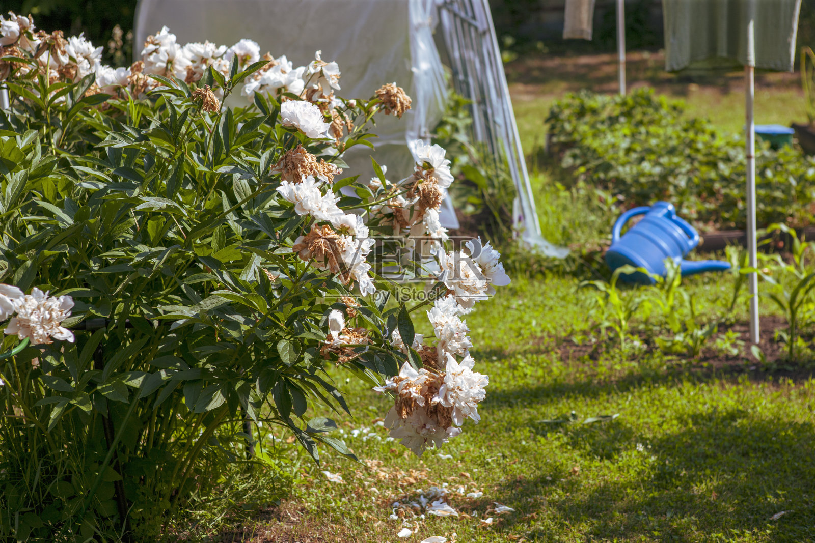 白牡丹丛照片摄影图片
