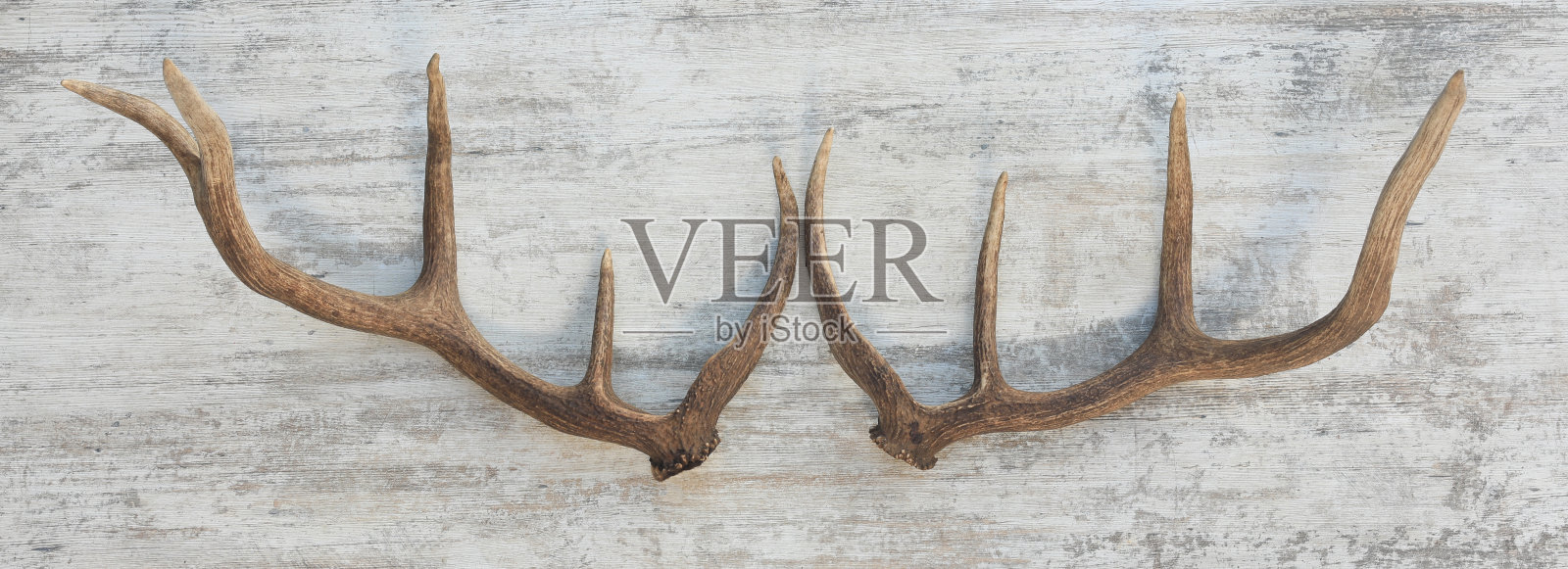 西伯利亚鹿角已被分离照片摄影图片