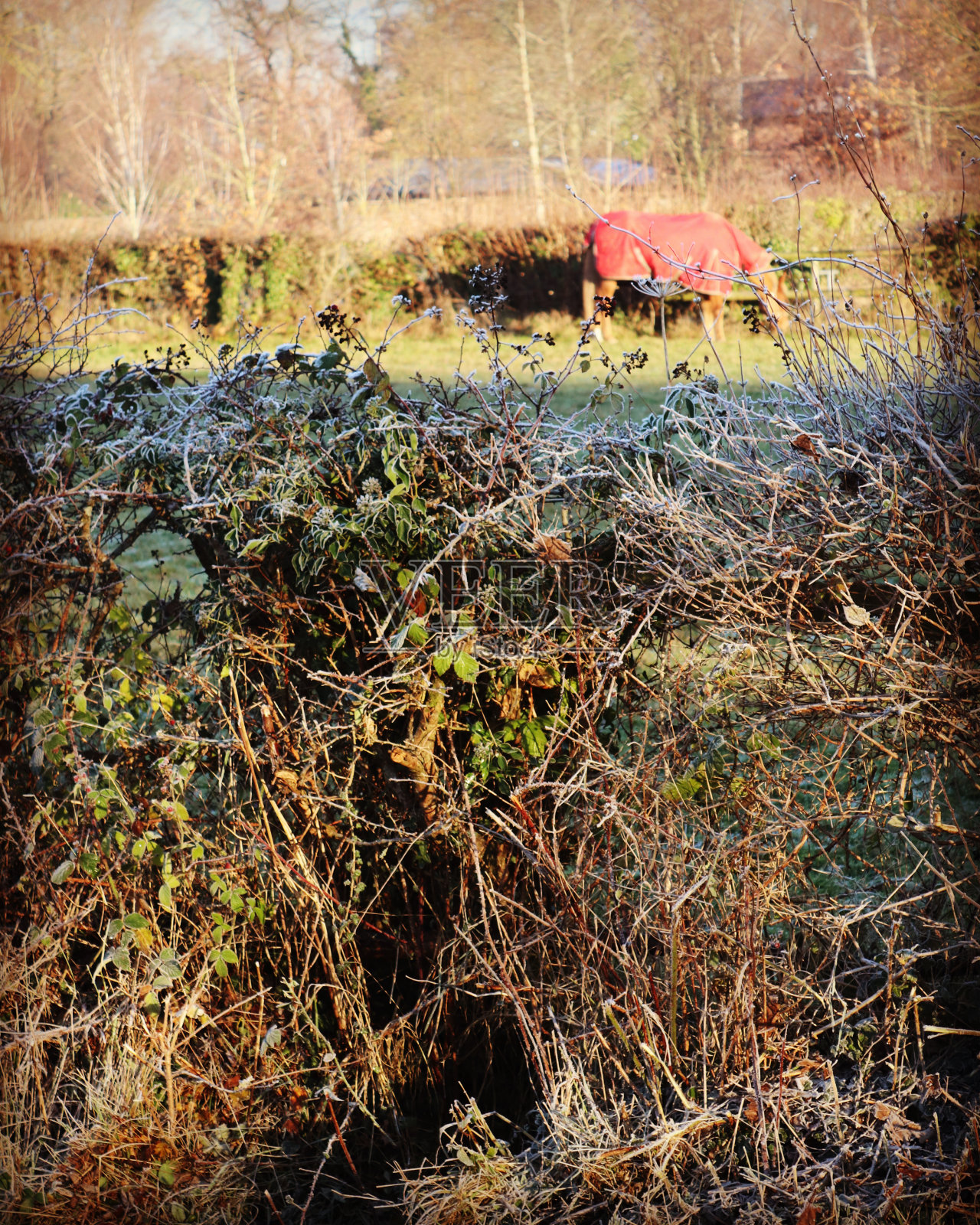 冬季动植物照片摄影图片