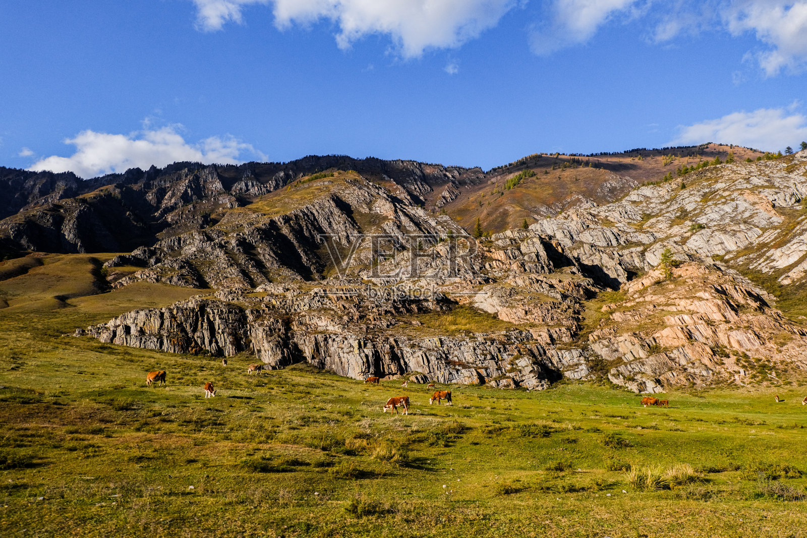 秋色金黄的山谷沙漠前面是雄伟的雪山。Kurai草原照片摄影图片