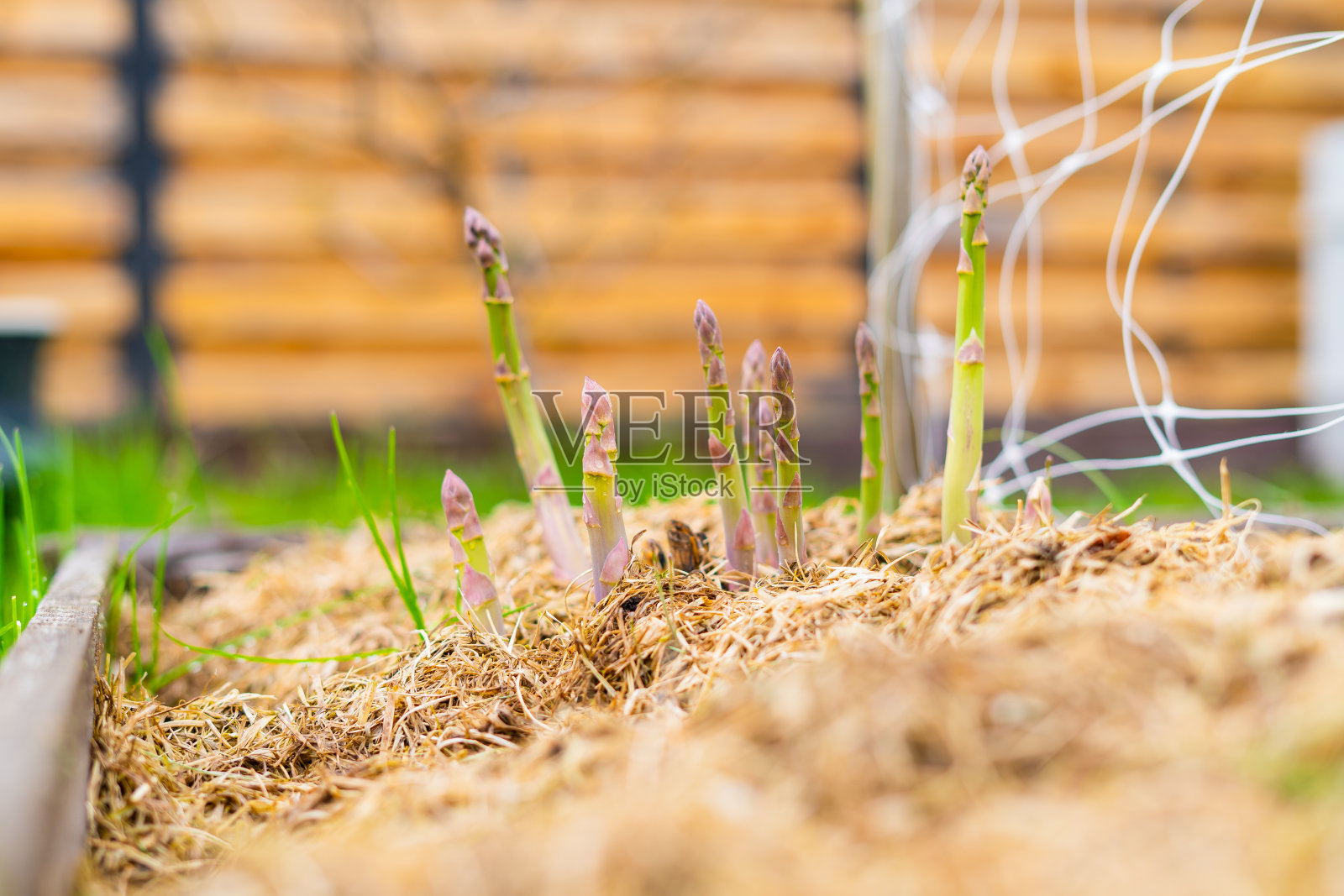 芦笋生长在家庭花园特写。在你的花园里种植食物照片摄影图片