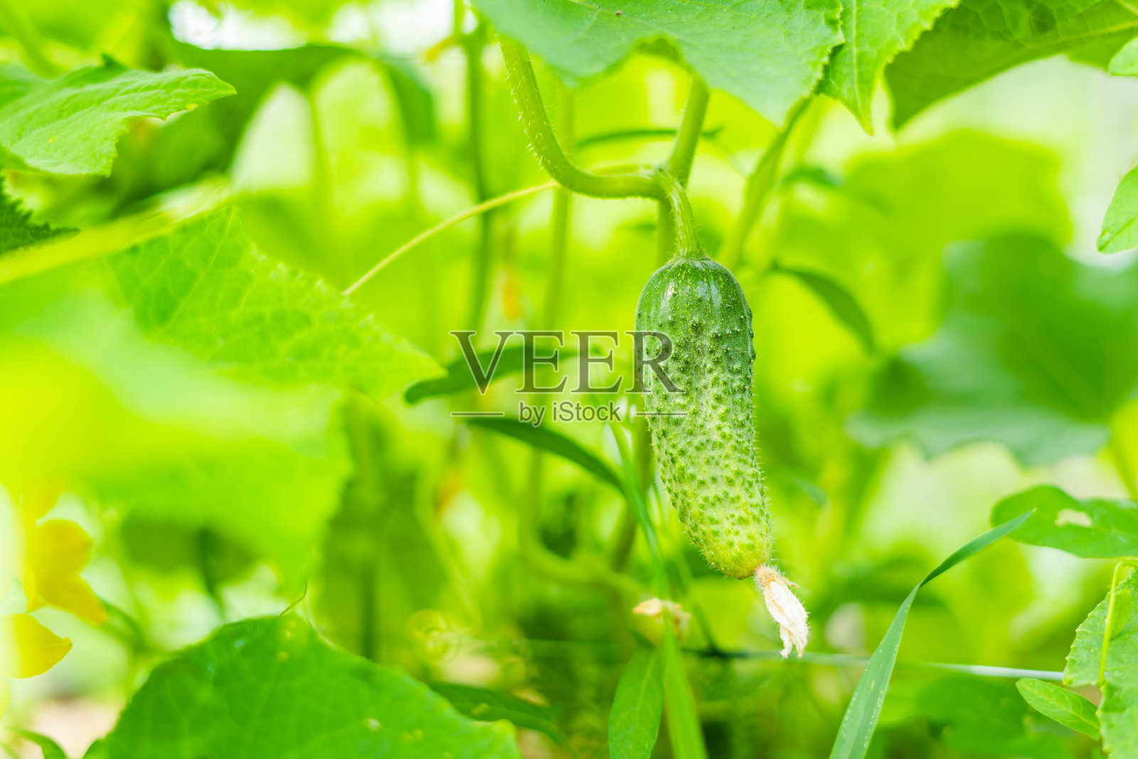 在自家花园里收获黄瓜照片摄影图片