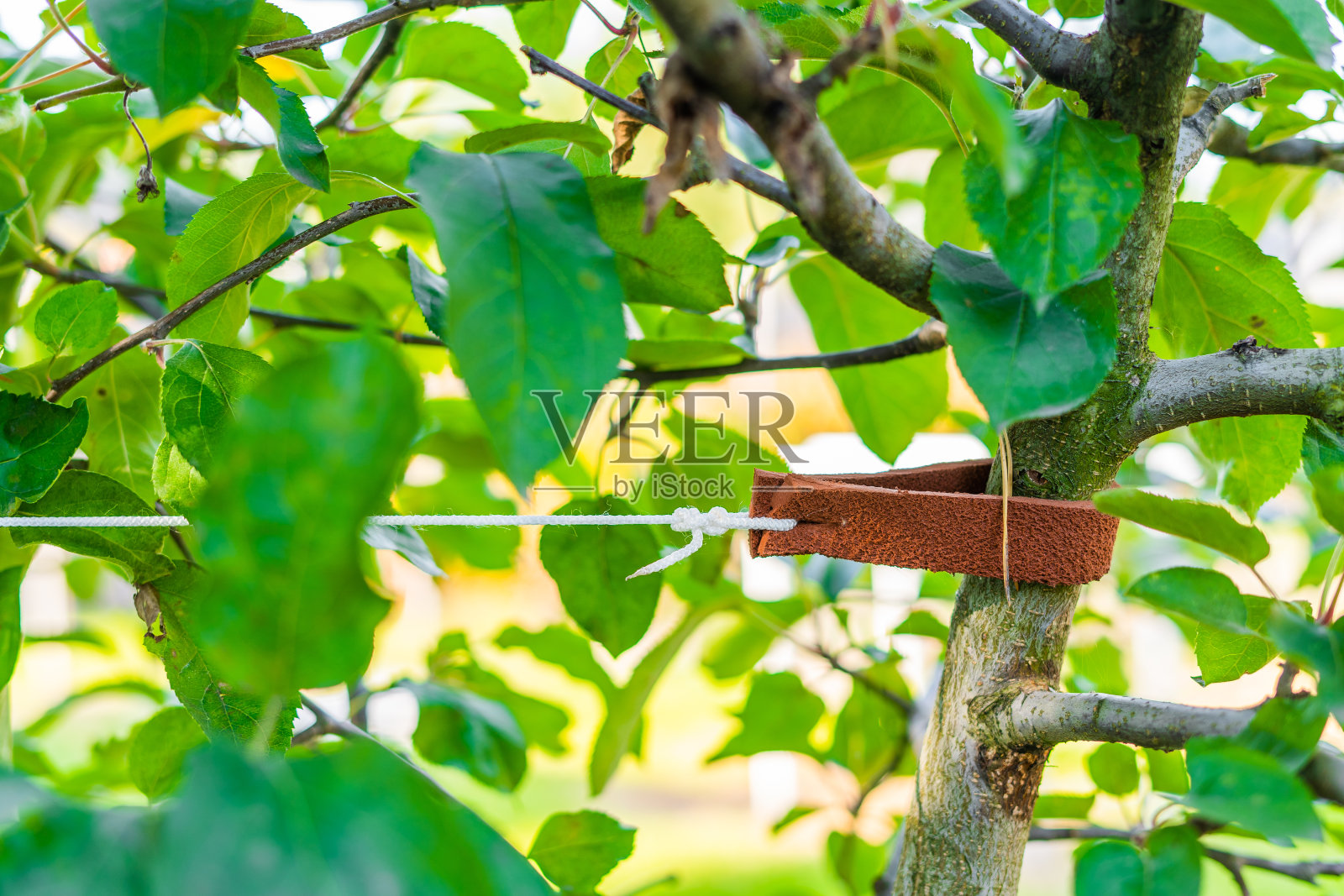 捆绑的树苗特写。防止损坏树皮的皮革衬垫照片摄影图片