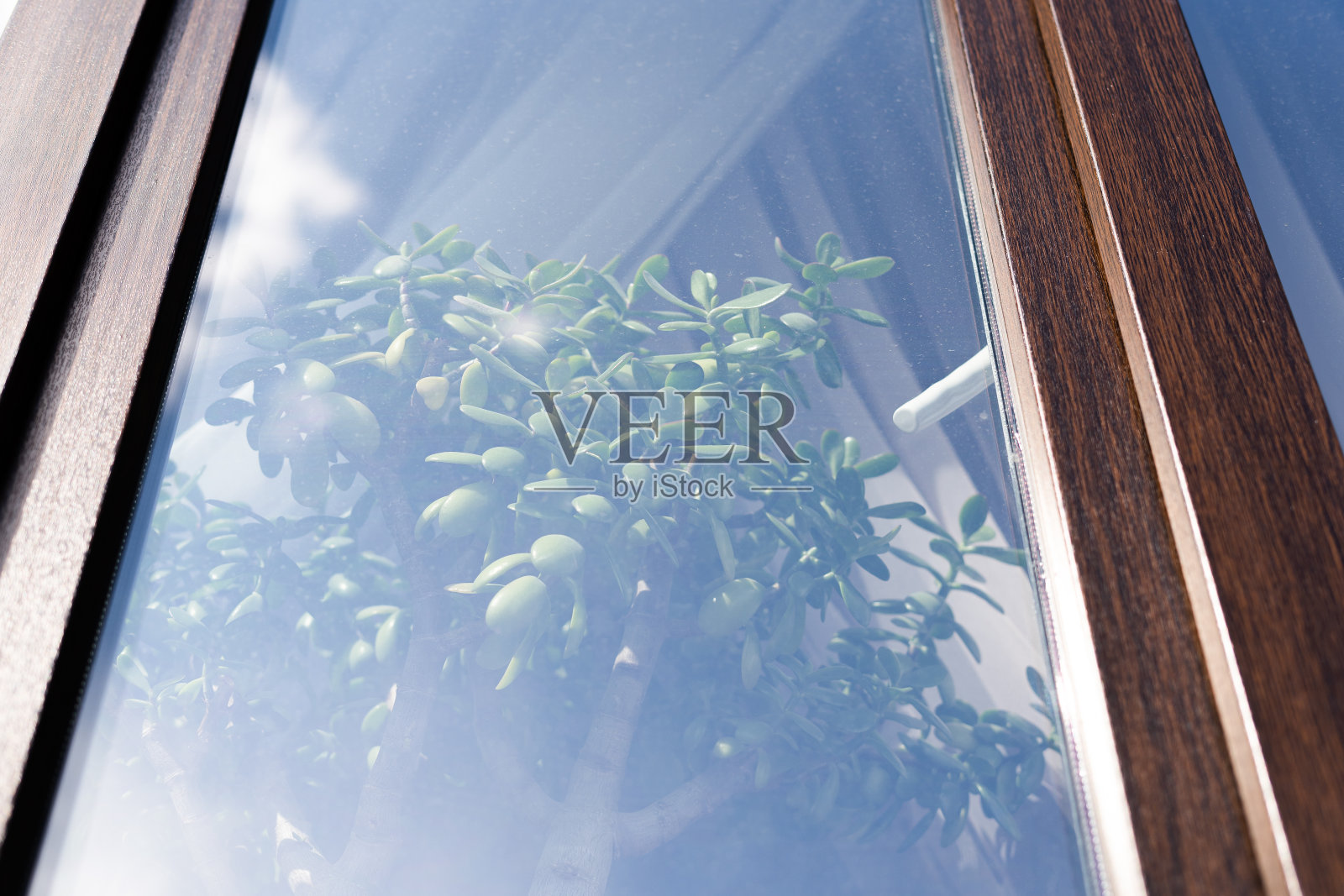 窗外窗台上生长着树状的室内植物照片摄影图片