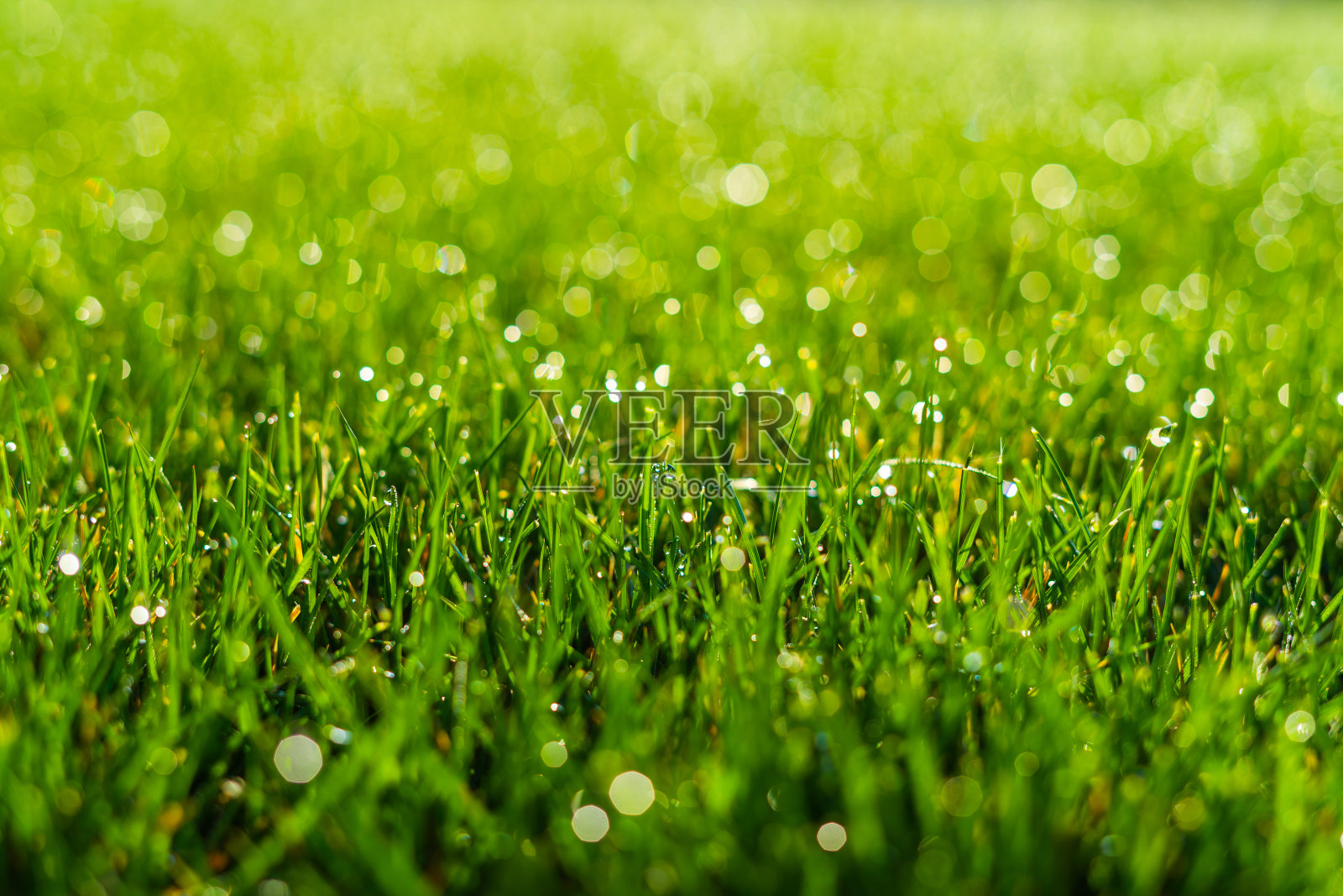 非常美丽的绿色饱和草坪在春天浇水后，在水滴照片摄影图片