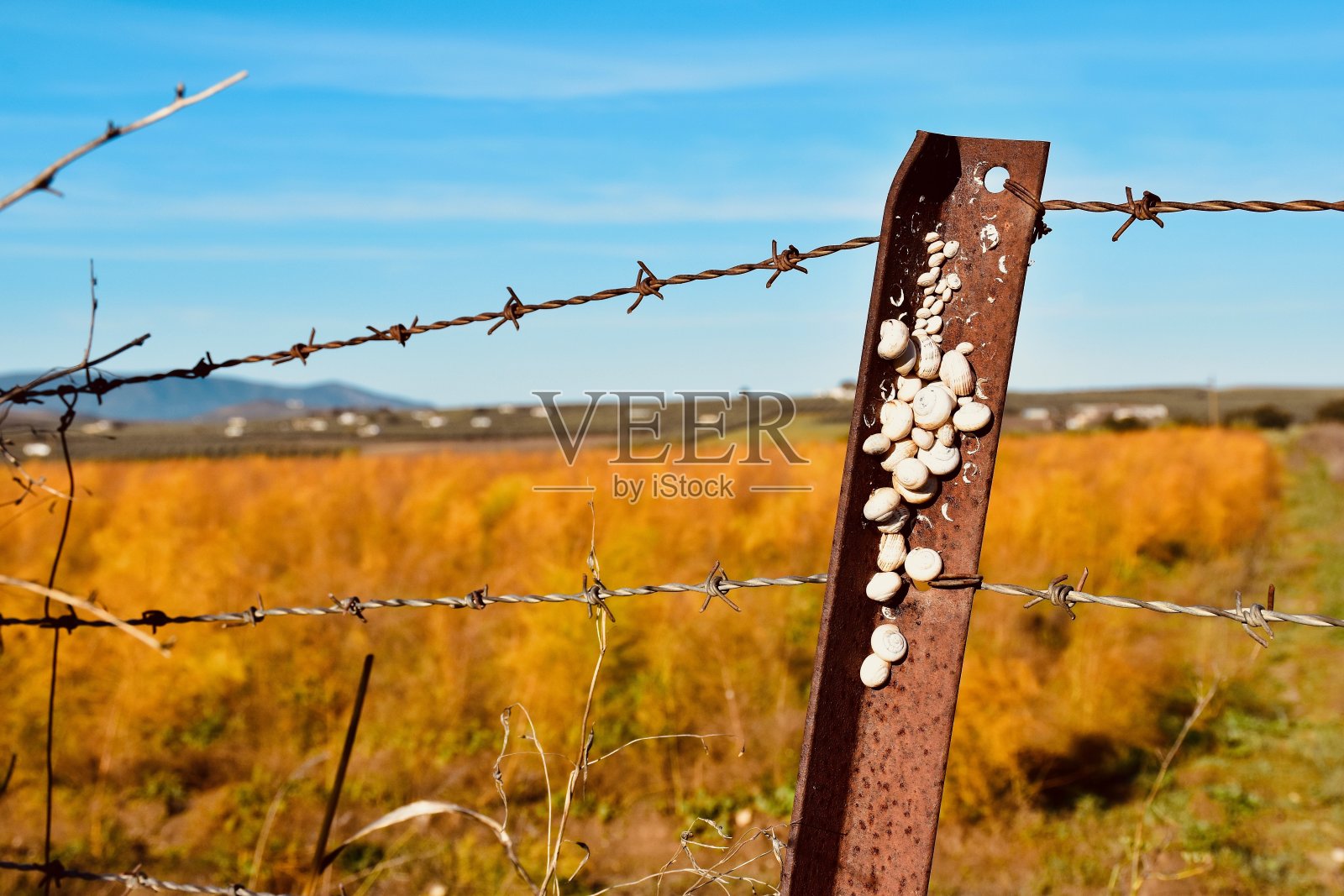 乡村景观上有许多蜗牛壳的栅栏照片摄影图片