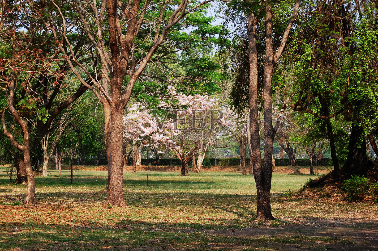 野生喜马拉雅酸樱花或樱花在Prasat manang Tam石碑保护区为泰国人和外国游客在泰国武里兰的Muangtam历史公园旅游参观照片摄影图片